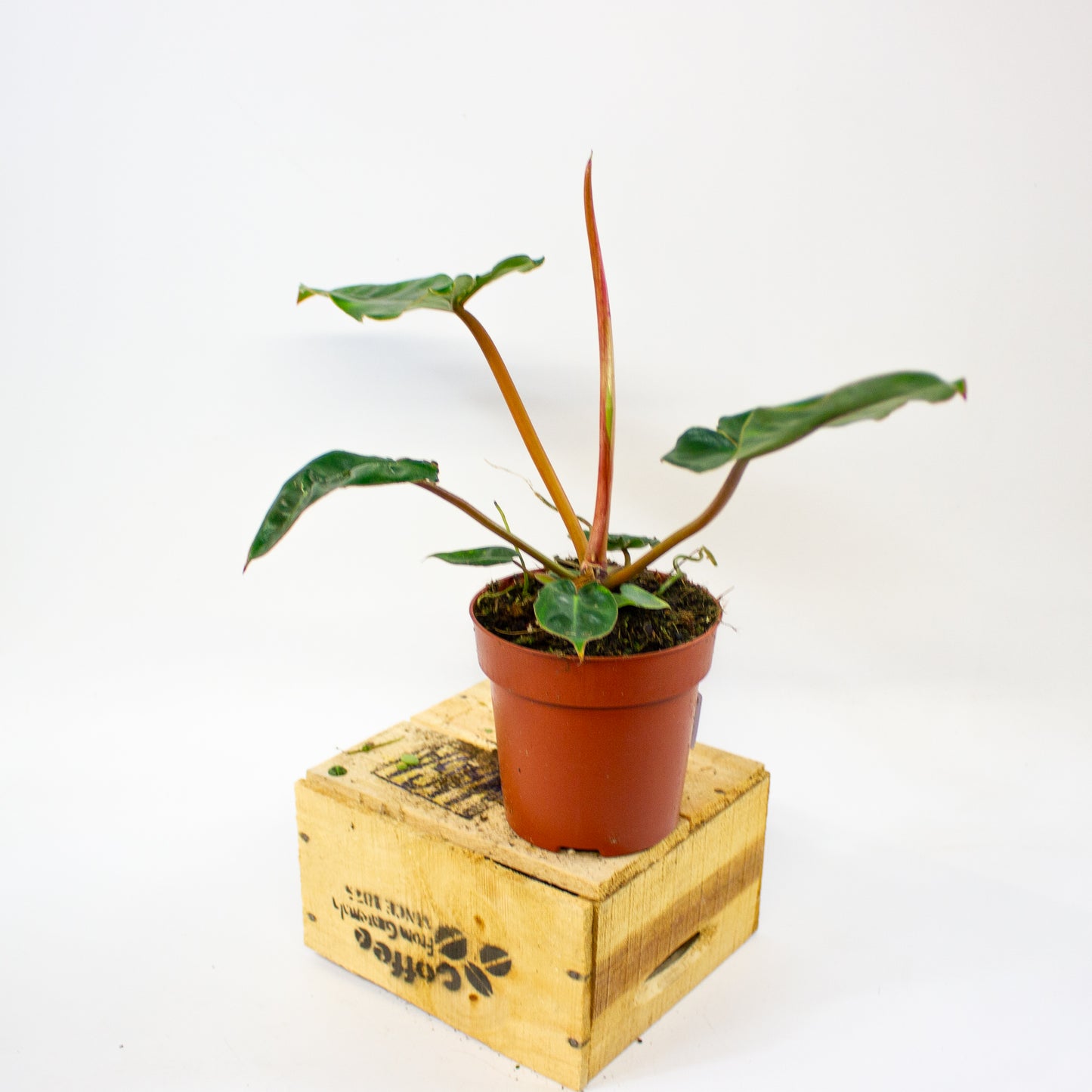 Philodendron billietiae  12cm H30cm