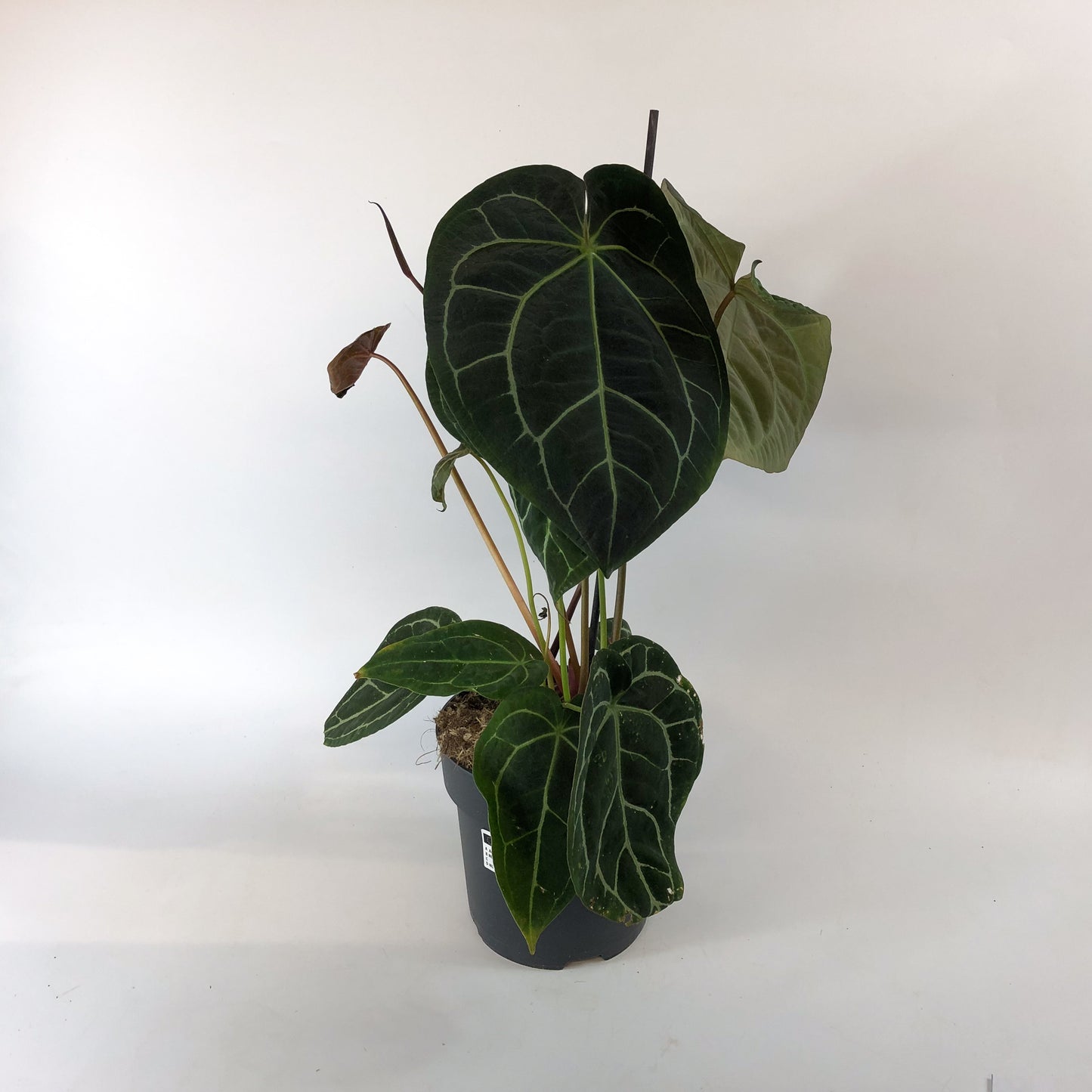 Anthurium Chrystallinum 19cm H50cm