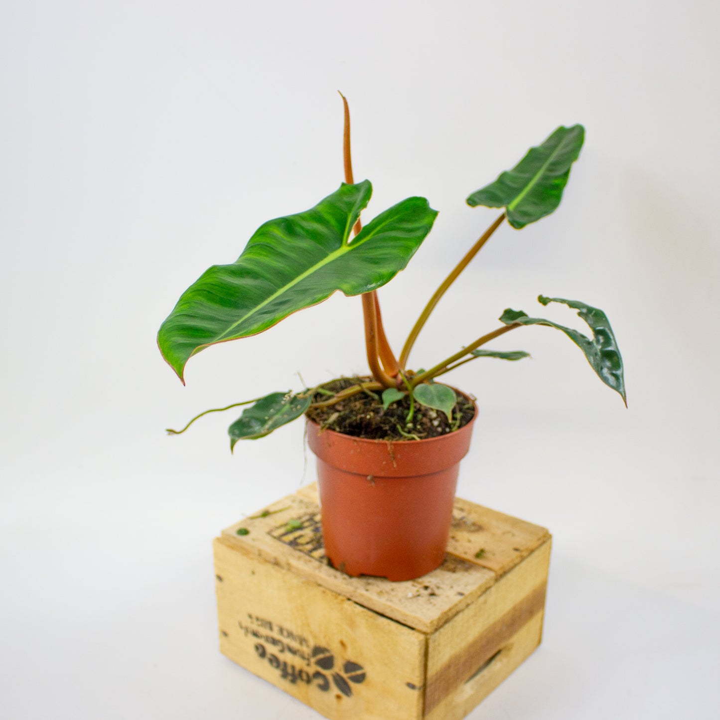 Philodendron billietiae  12cm H30cm
