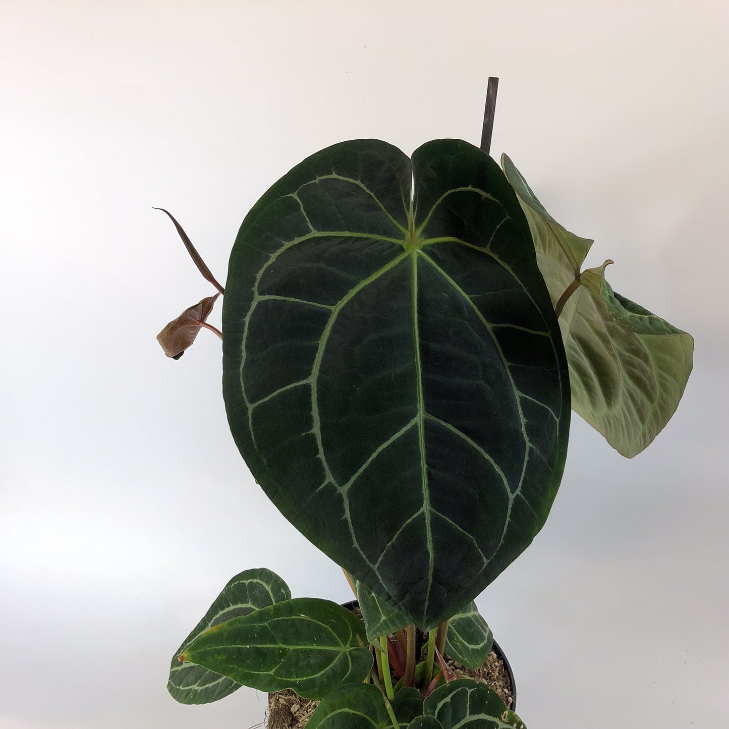 Anthurium Chrystallinum 19cm H50cm