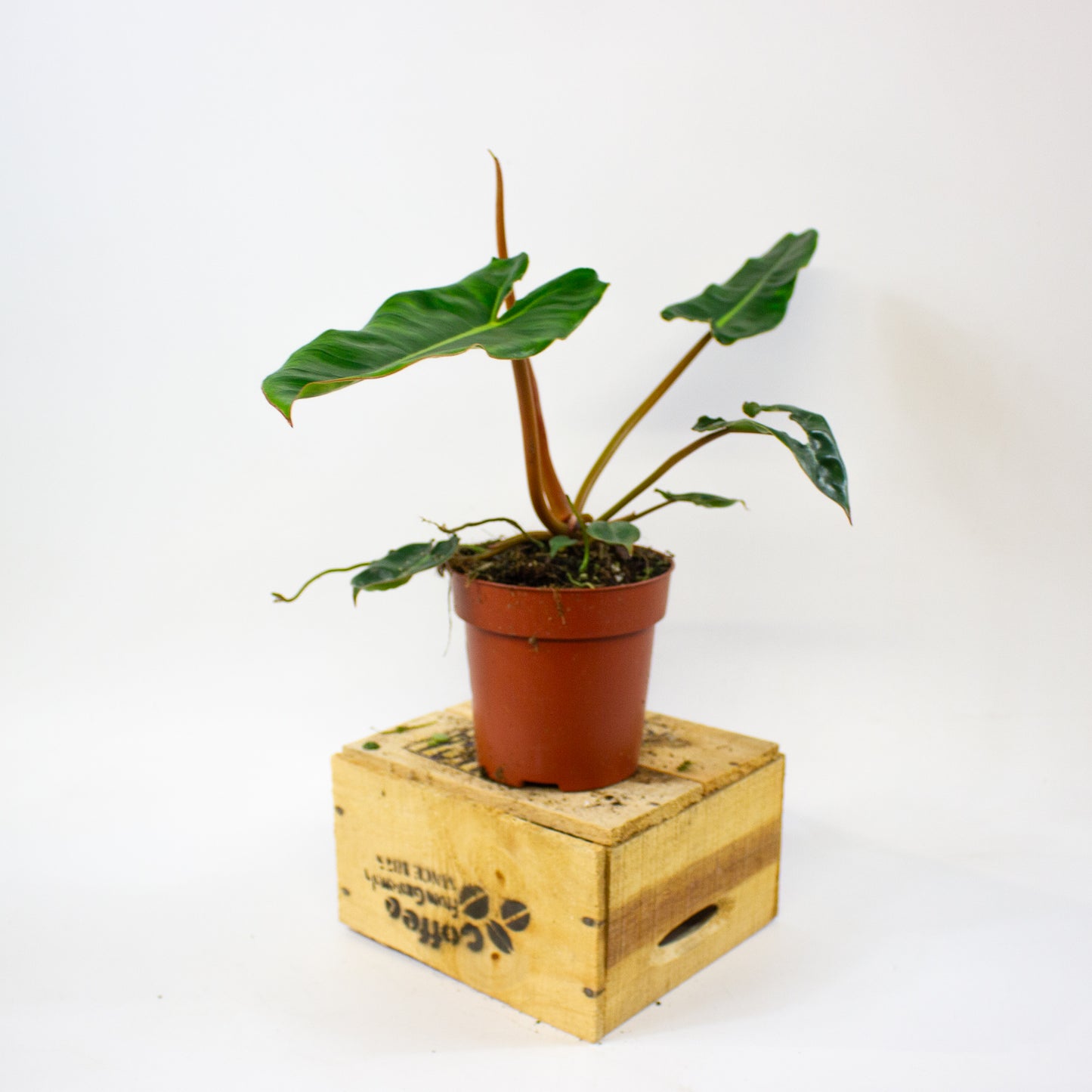 Philodendron billietiae  12cm H30cm