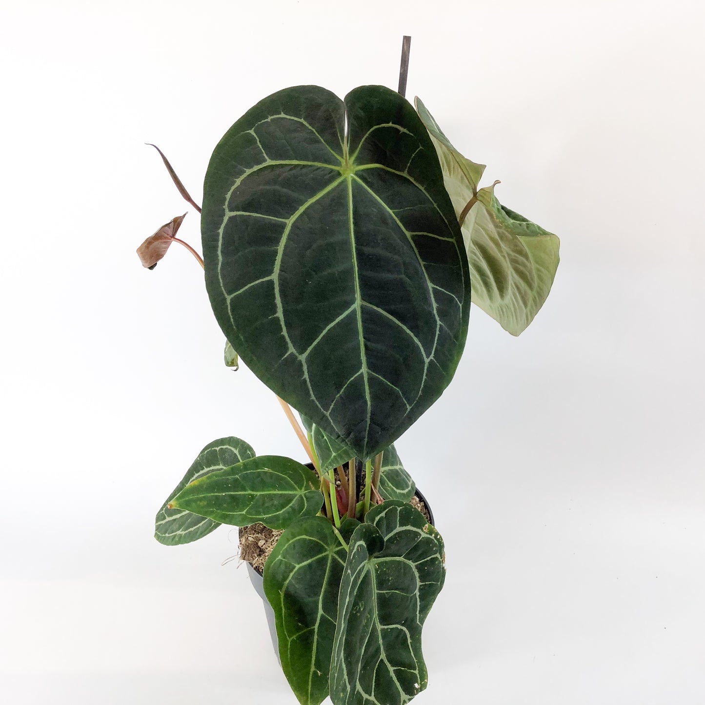 Anthurium Chrystallinum 19cm H50cm