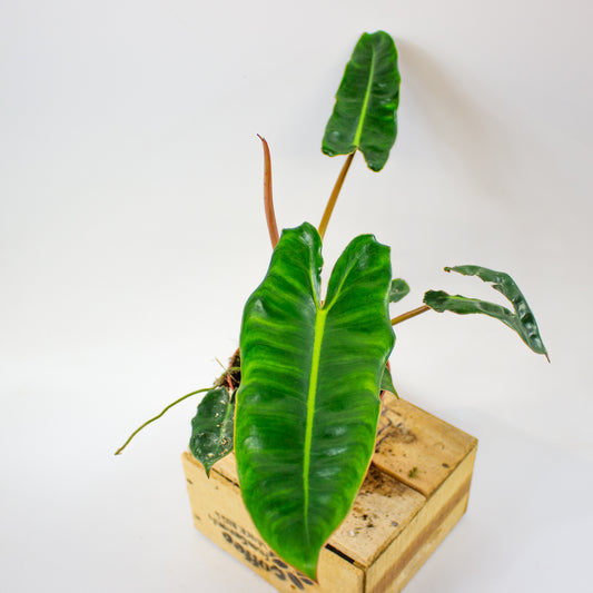 Philodendron billietiae  12cm H30cm