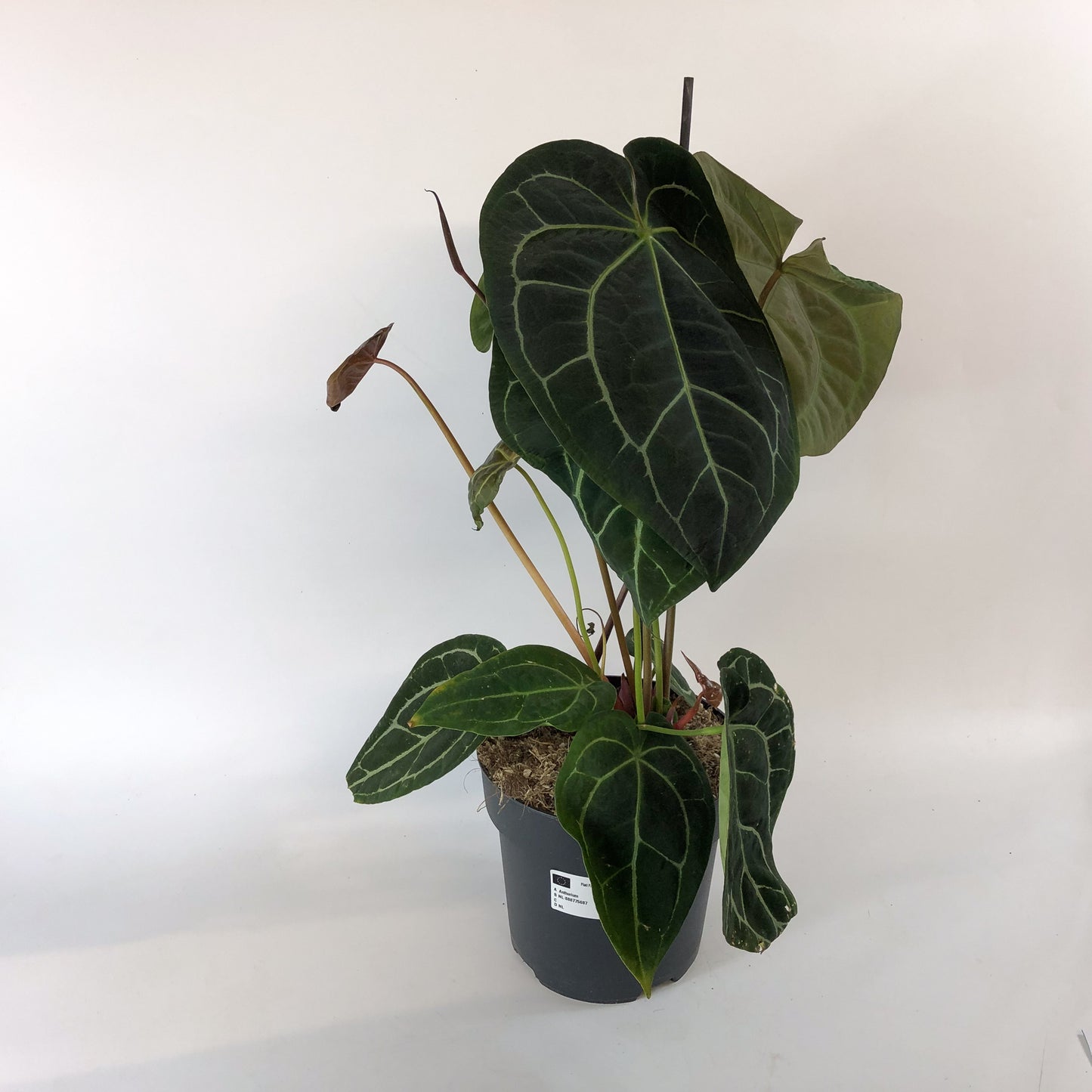 Anthurium Chrystallinum 19cm H50cm