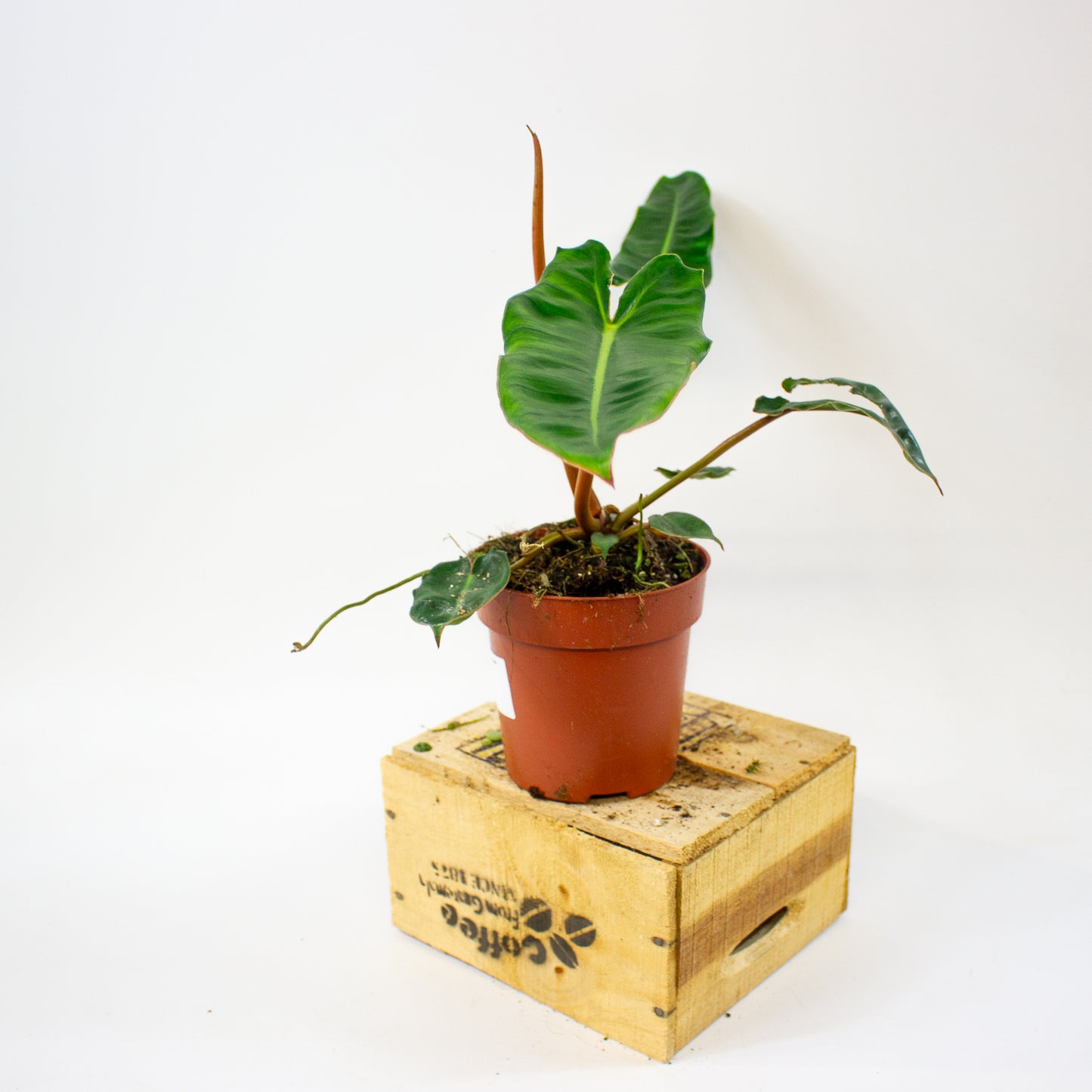Philodendron billietiae  12cm H30cm