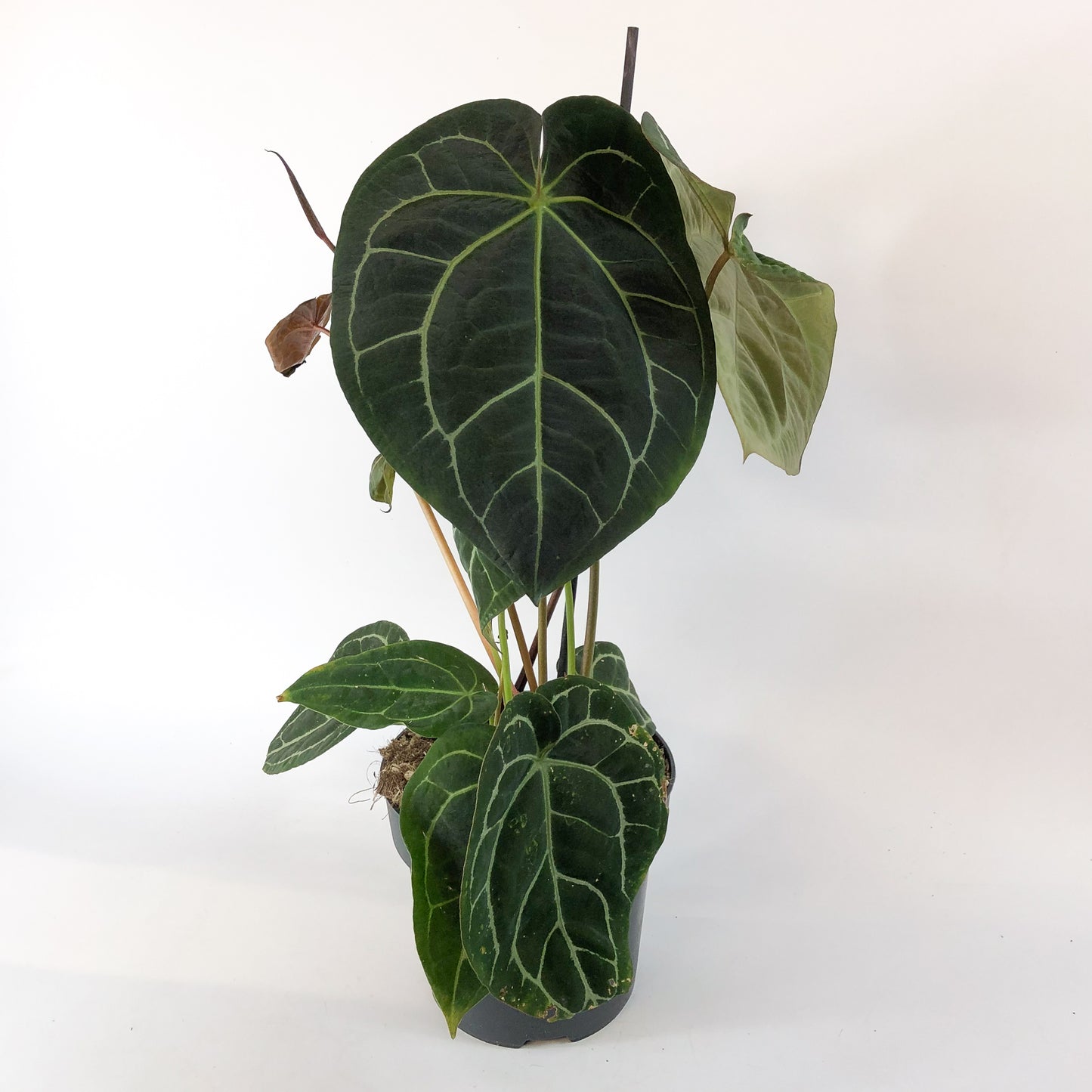 Anthurium Chrystallinum 19cm H50cm