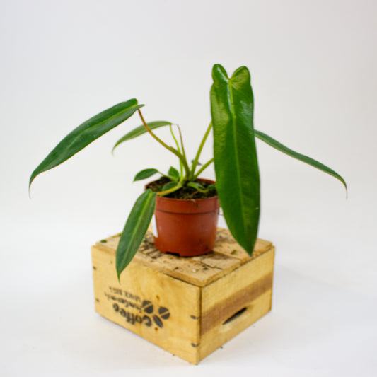 Philodendron spiritus-sancti  10.5cm H25cm