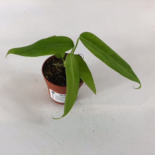 Anthurium Pallidiflorum 7cm H10cm