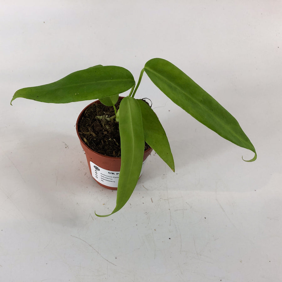 Anthurium pallidiflorum