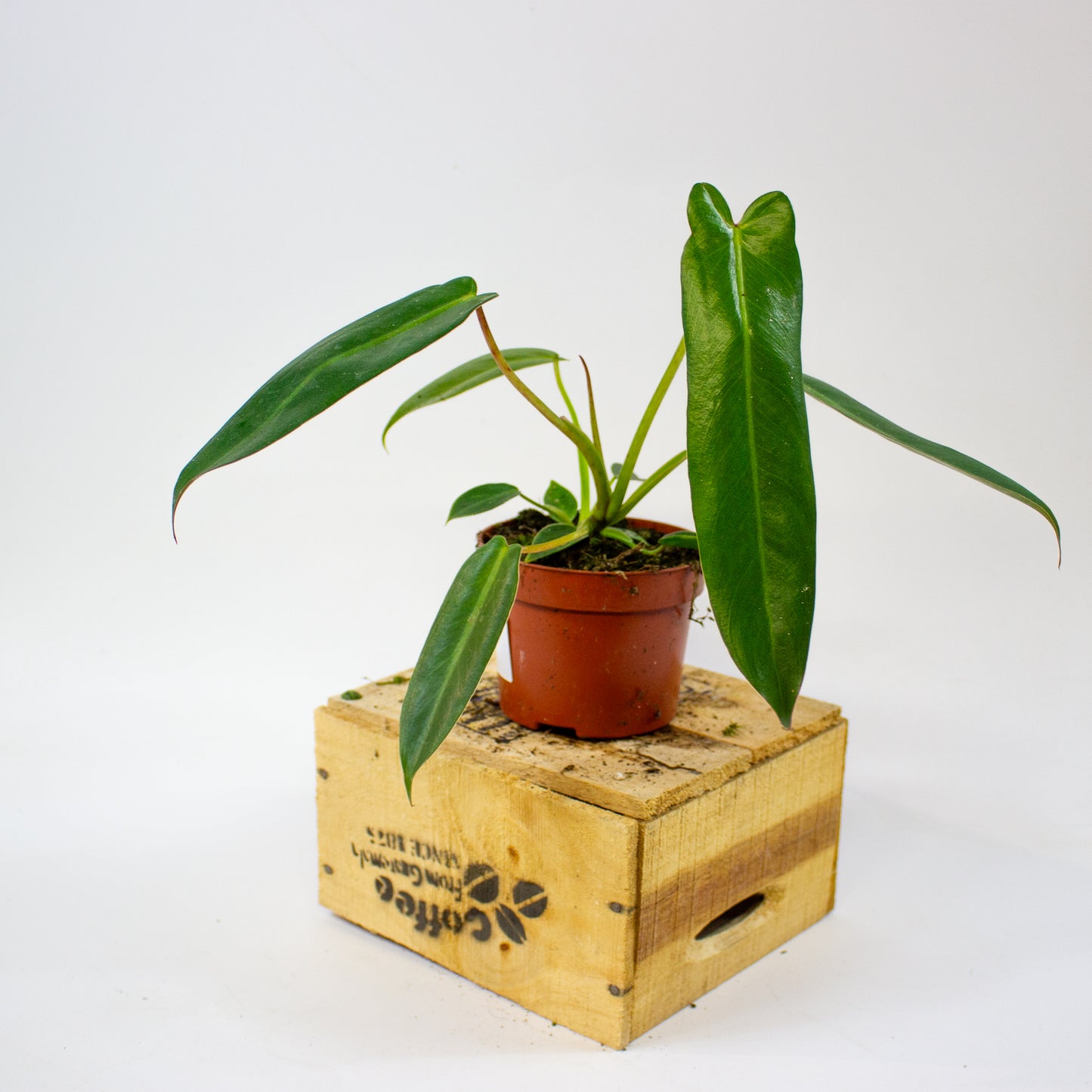 Philodendron spiritus-sancti  10.5cm H25cm