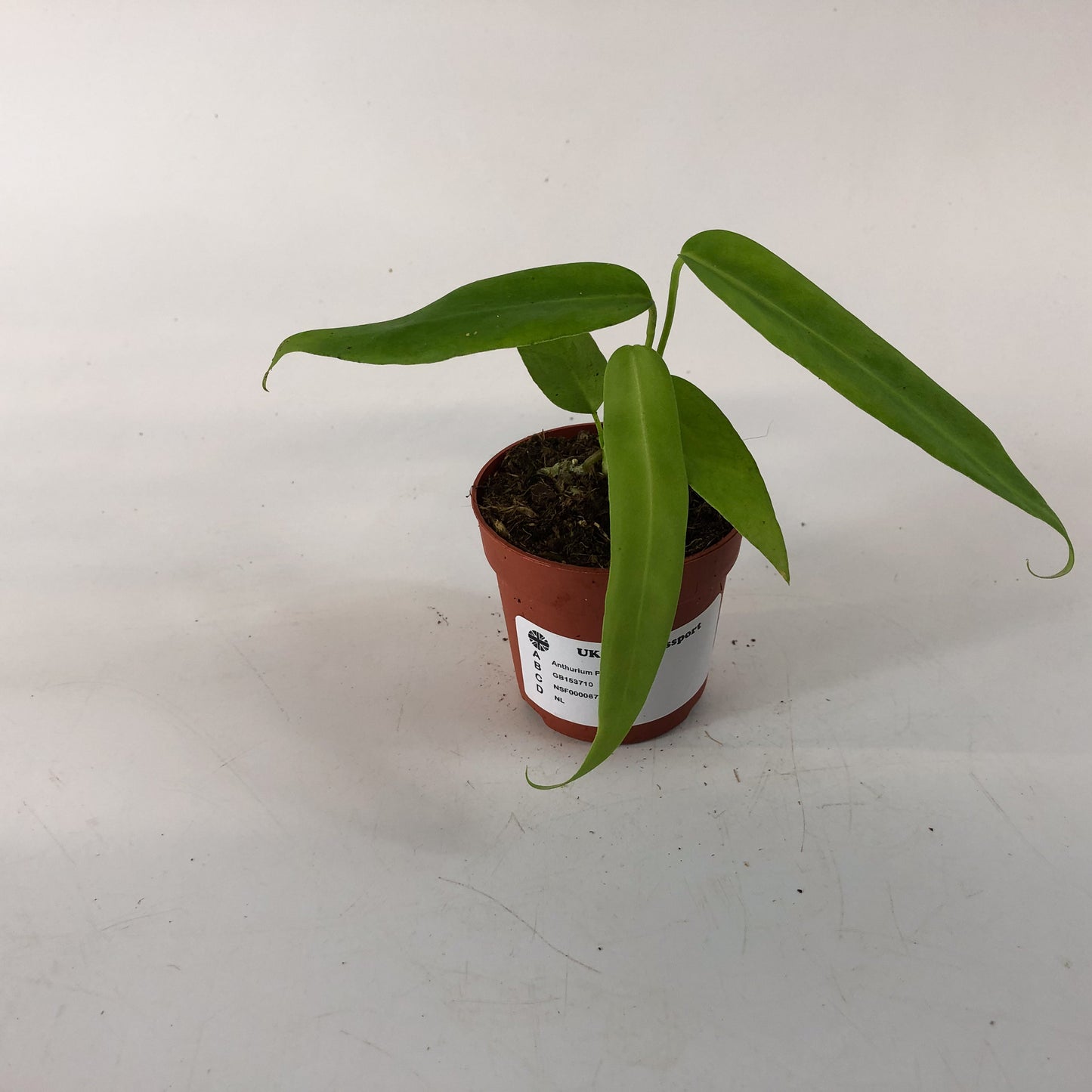 Anthurium Pallidiflorum 7cm H10cm