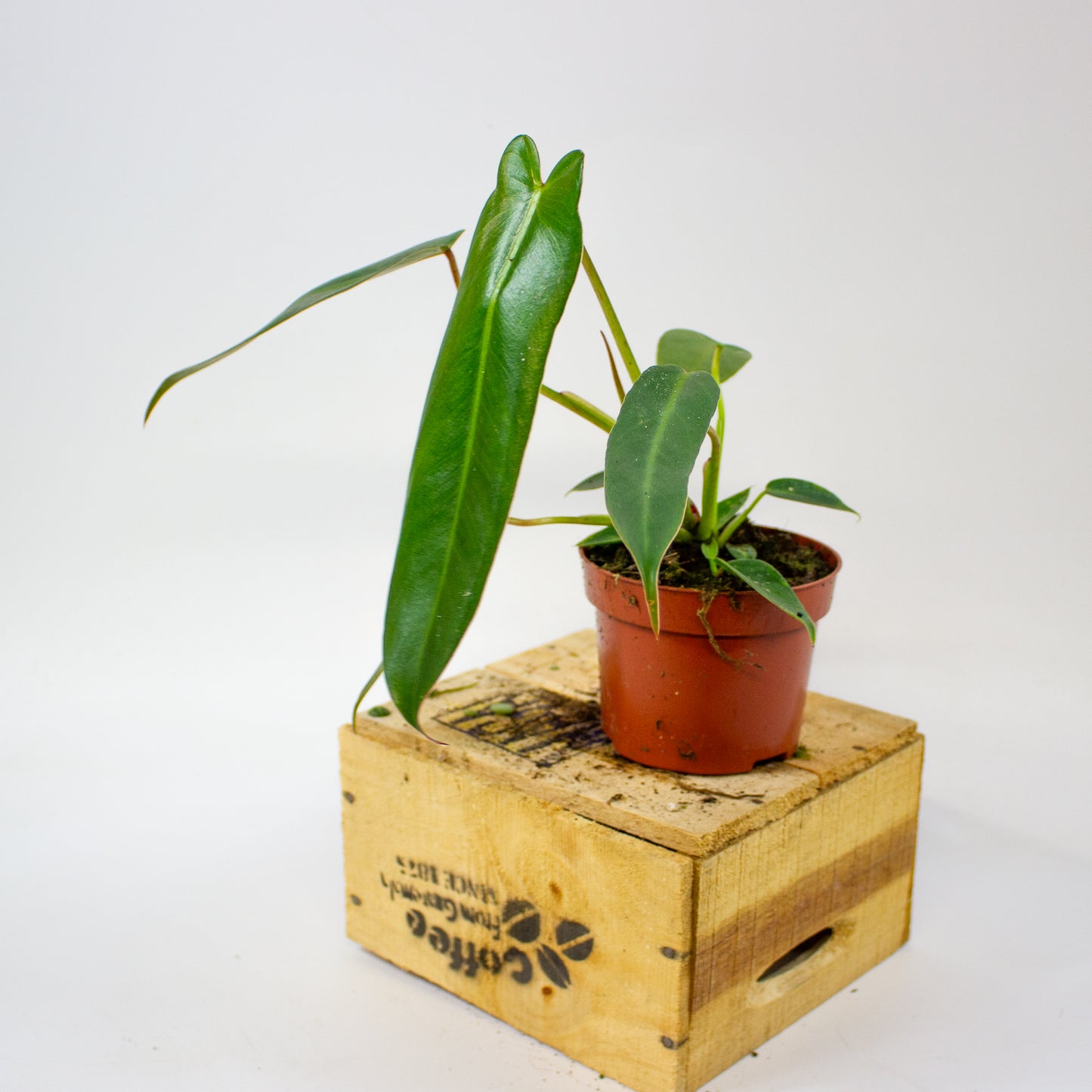 Philodendron spiritus-sancti  10.5cm H25cm