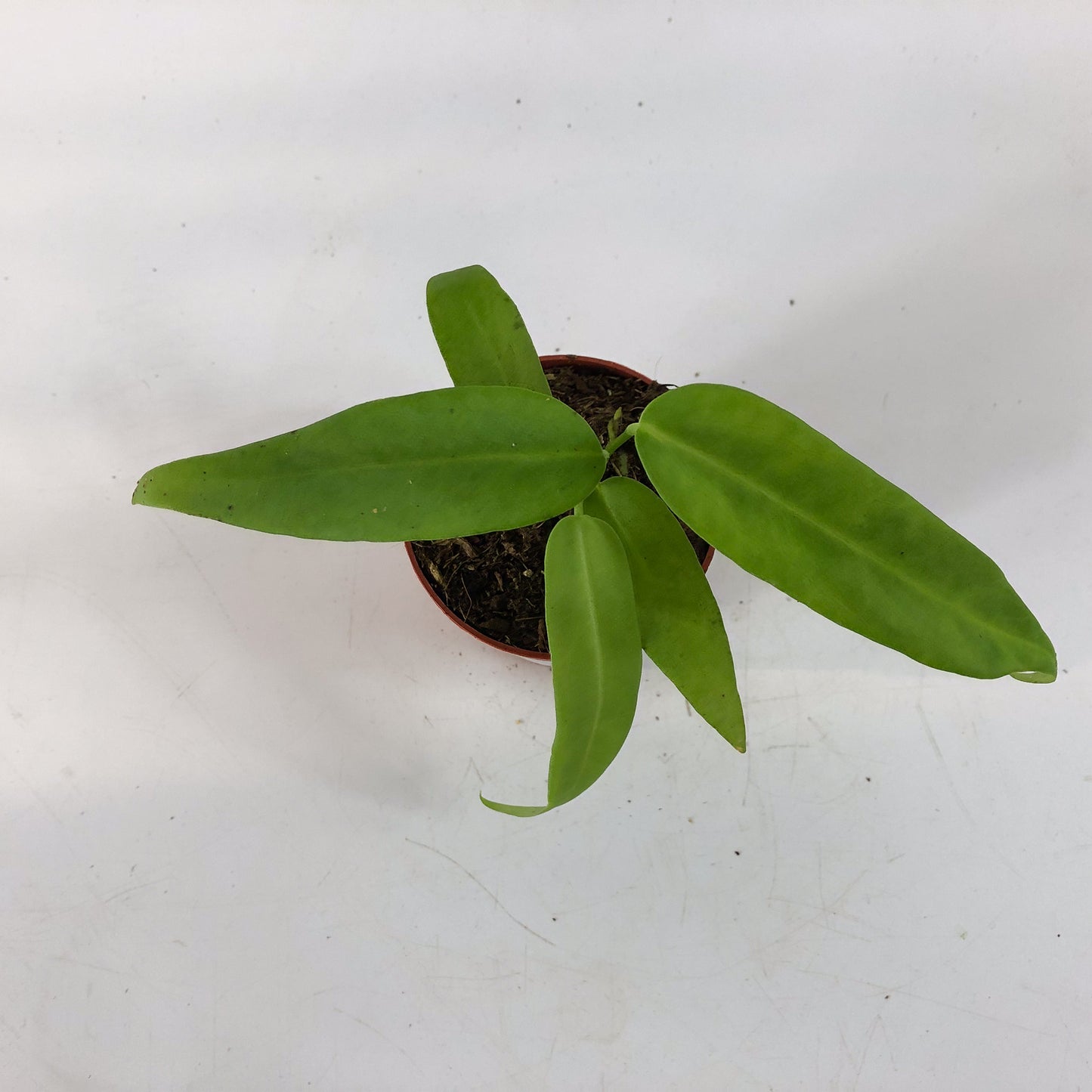 Anthurium Pallidiflorum 7cm H10cm