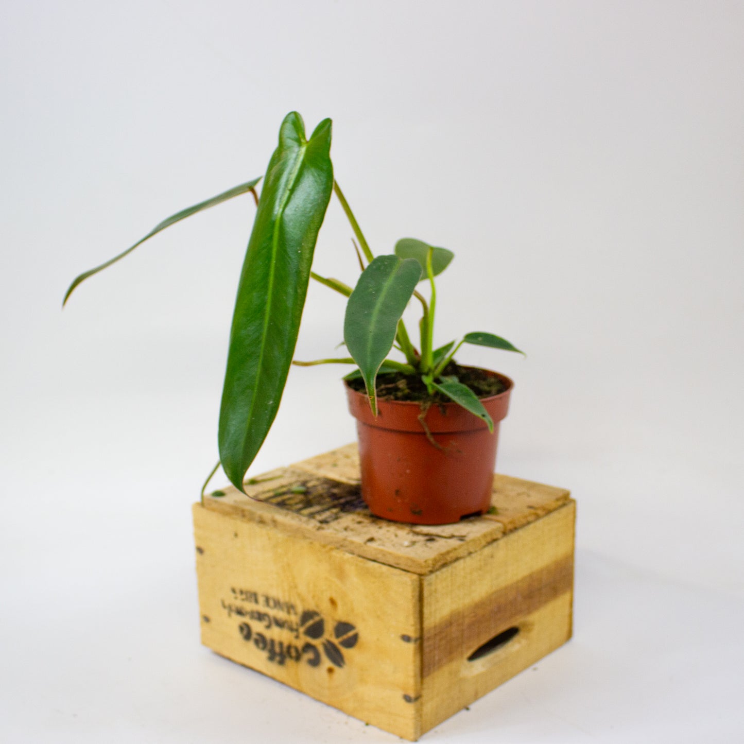 Philodendron spiritus-sancti  10.5cm H25cm