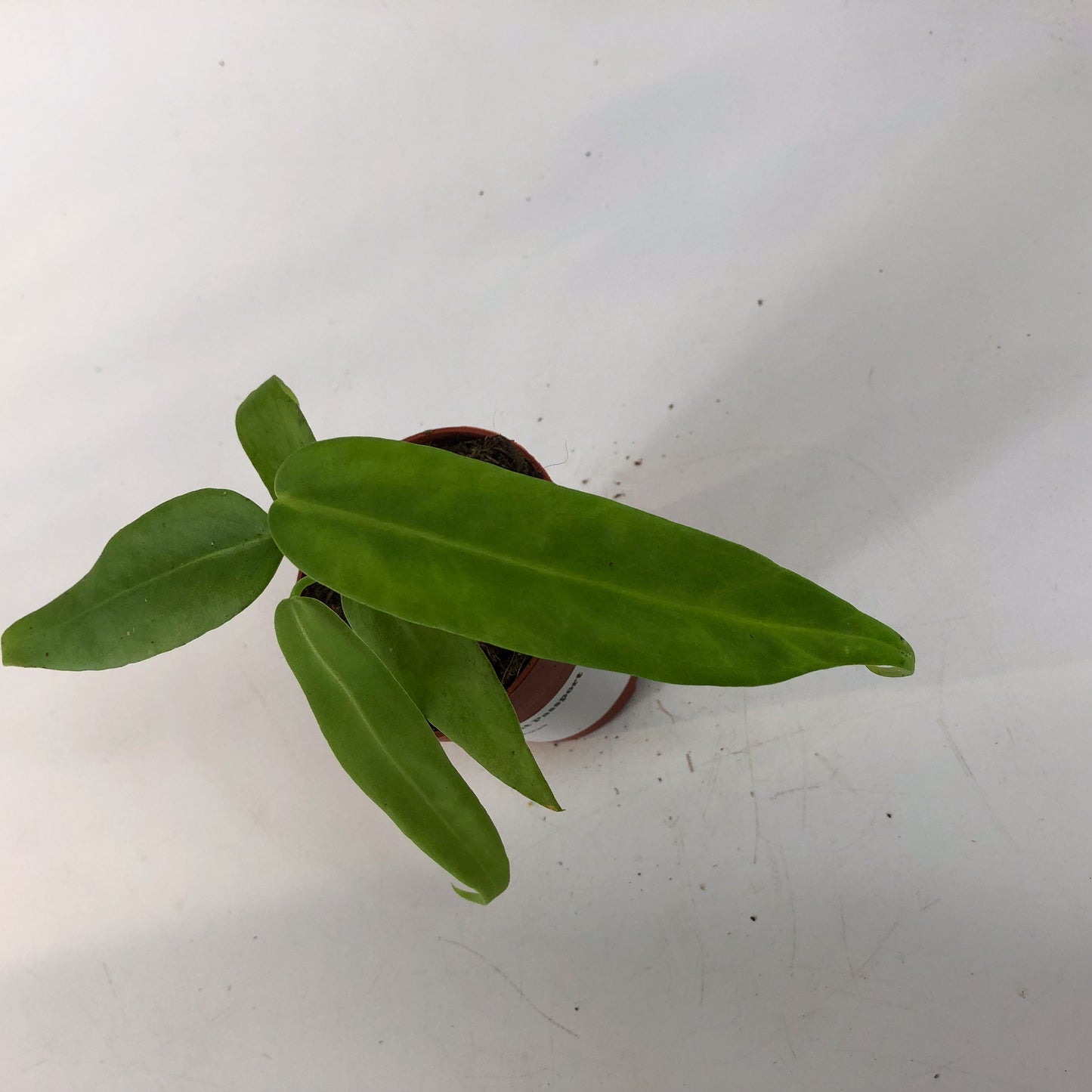 Anthurium Pallidiflorum 7cm H10cm