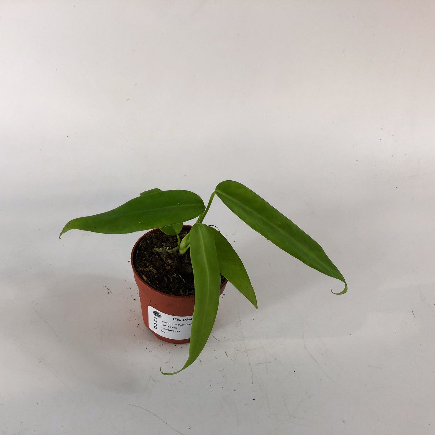 Anthurium Pallidiflorum 7cm H10cm