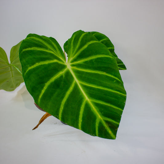 Philodendron luxurians  14cm H45cm