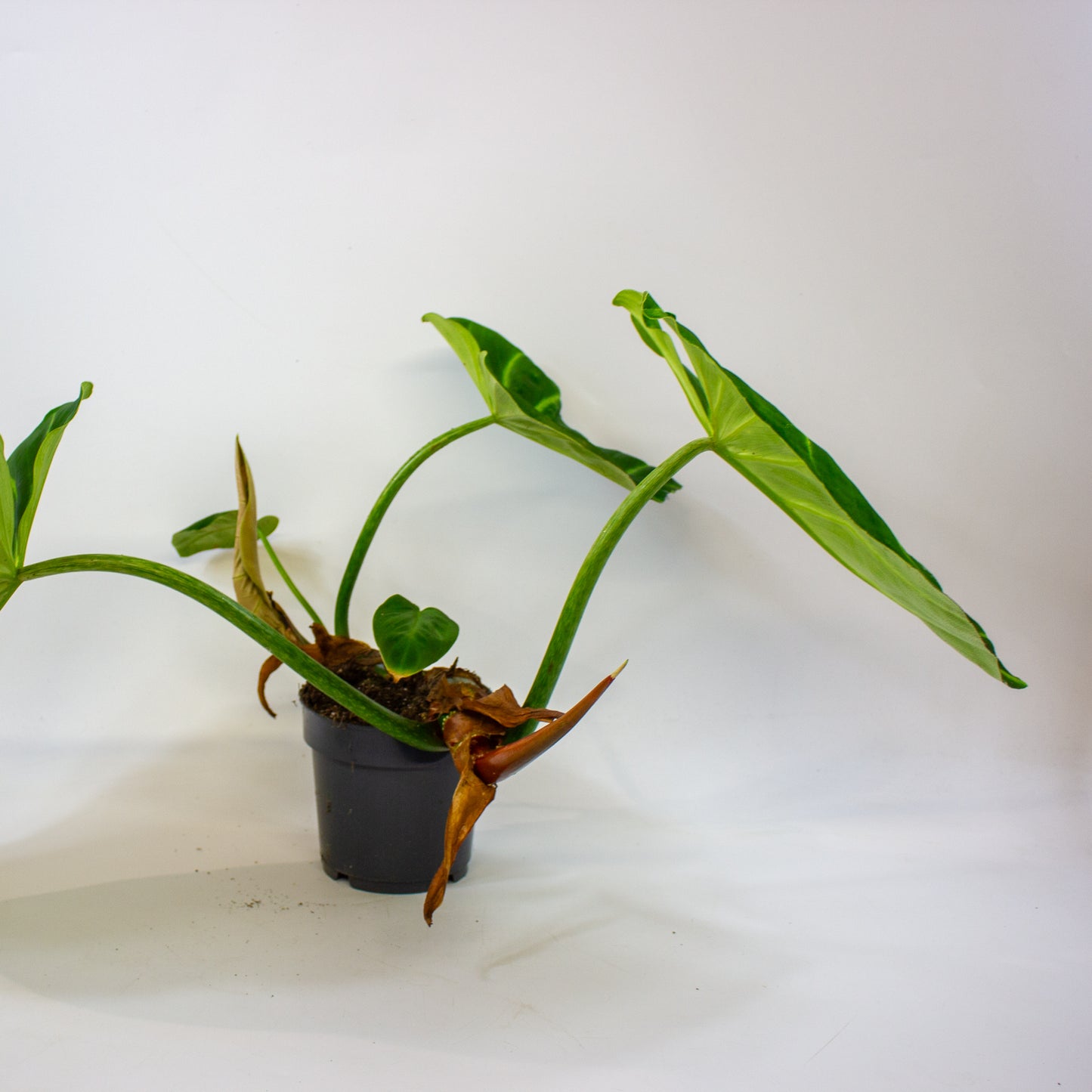 Philodendron luxurians  14cm H45cm
