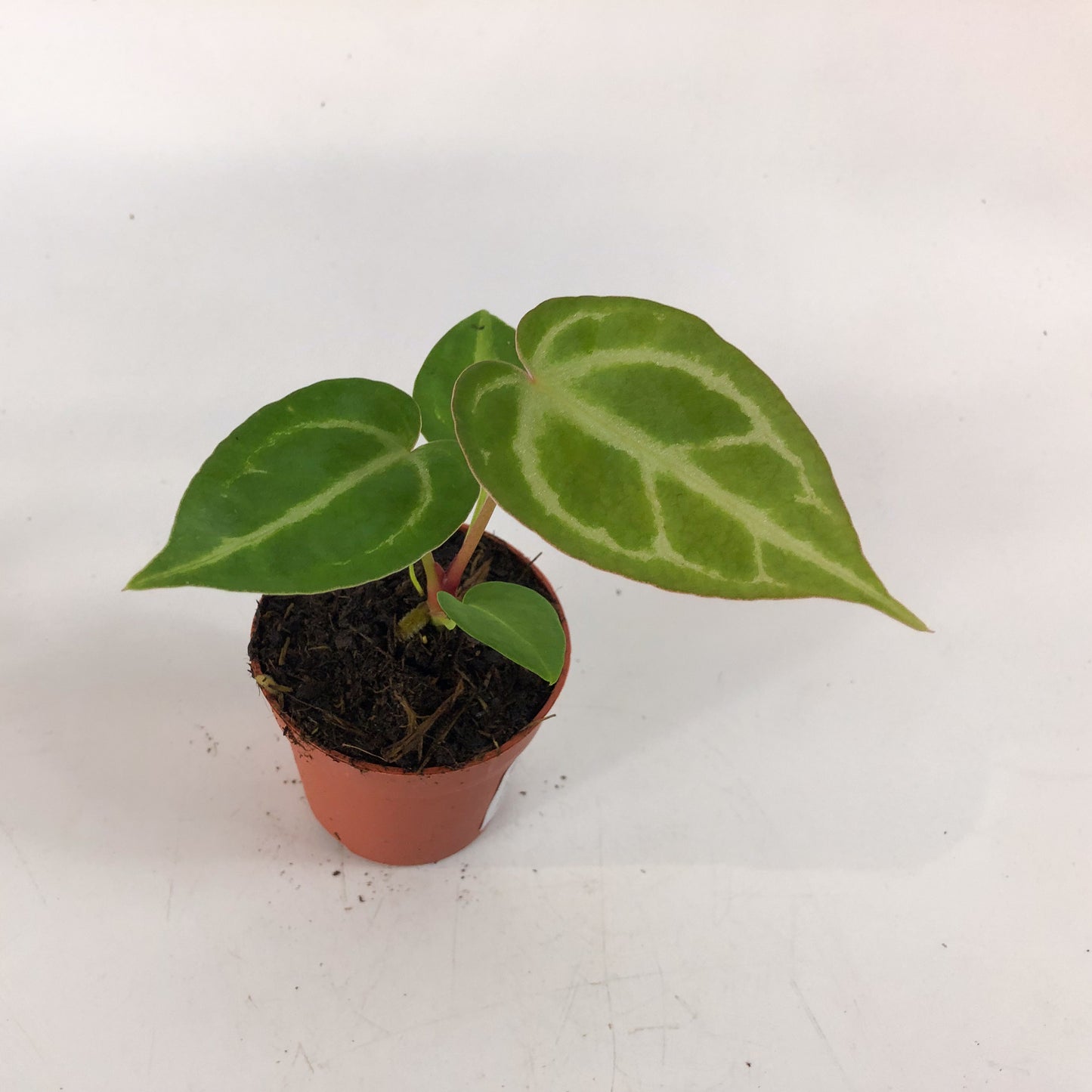 Anthurium Dorayaki 7cm H10cm