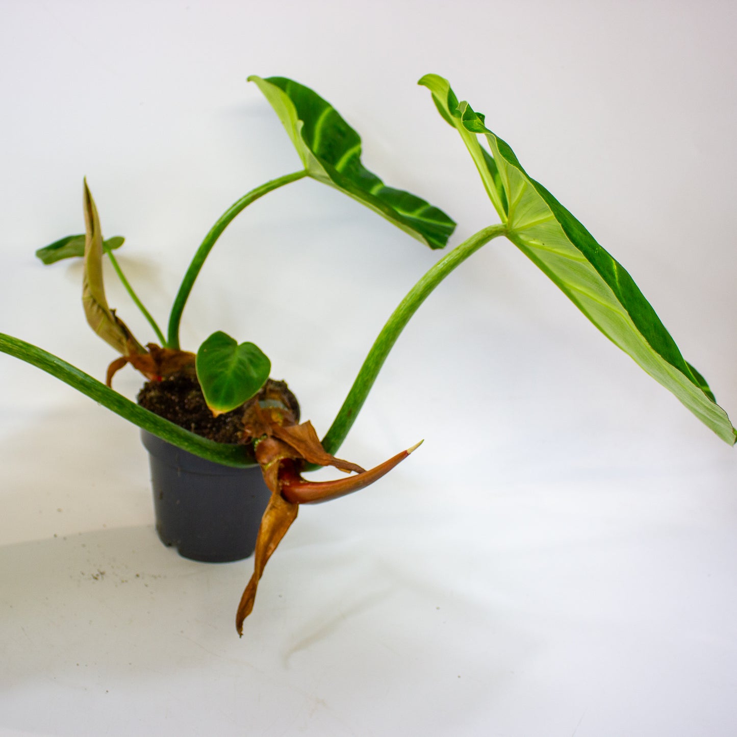 Philodendron luxurians  14cm H45cm