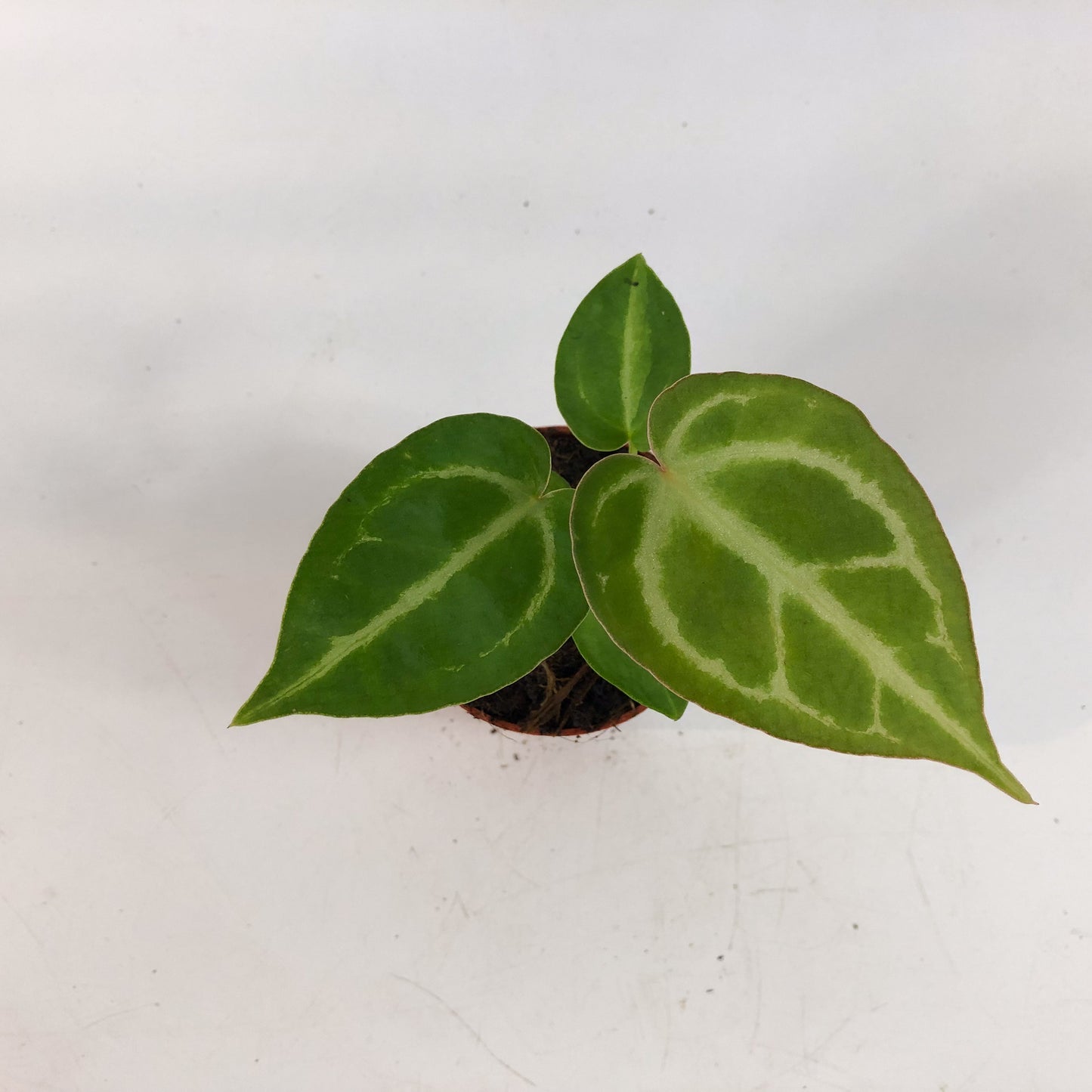Anthurium Dorayaki 7cm H10cm