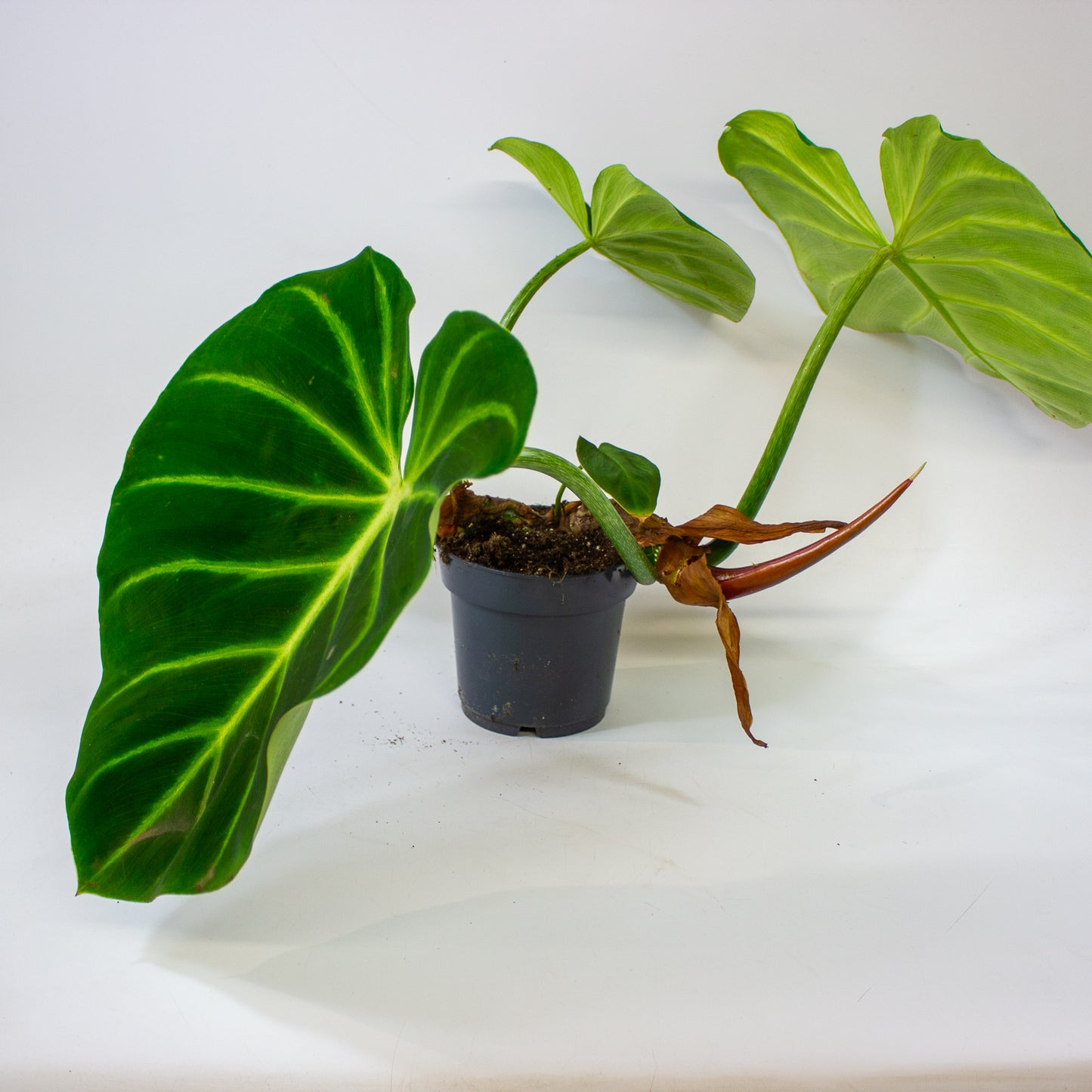 Philodendron luxurians  14cm H45cm