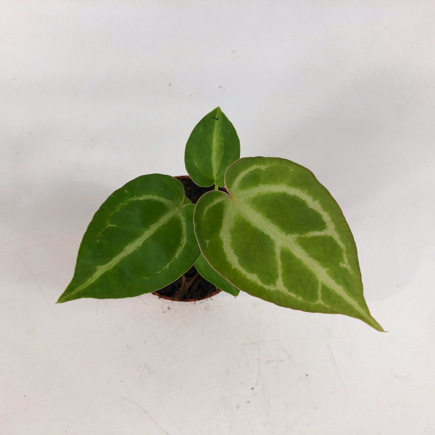 Anthurium Dorayaki 7cm H10cm