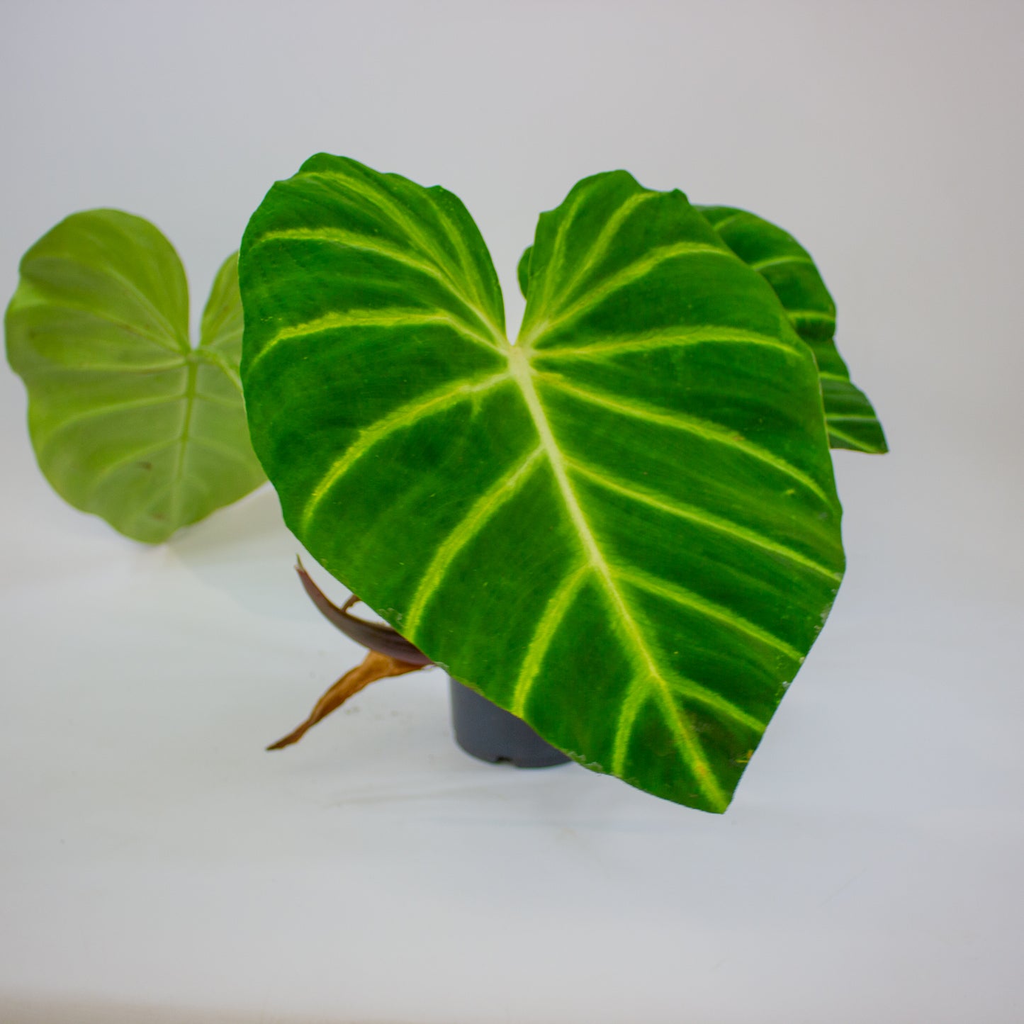 Philodendron luxurians  14cm H45cm