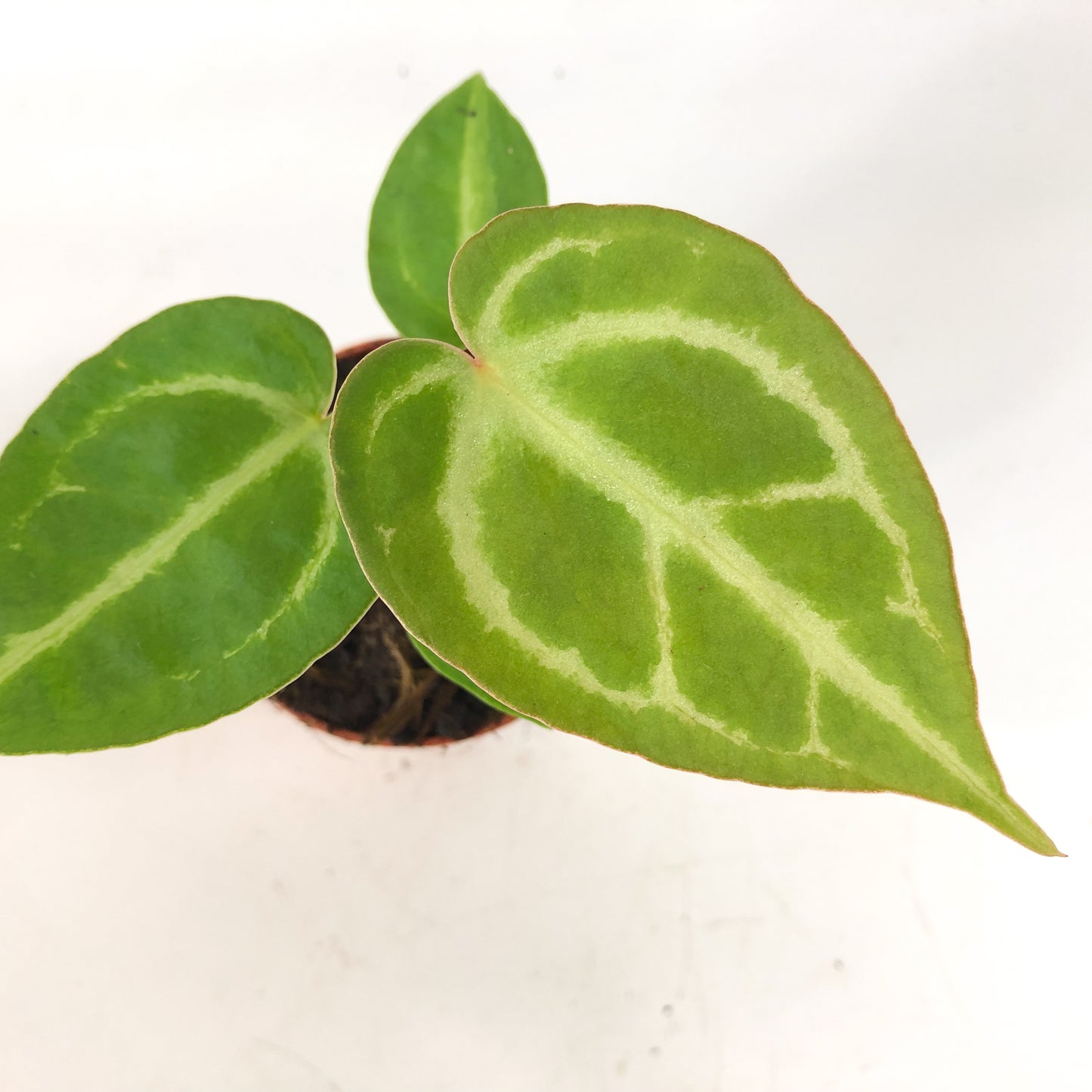 Anthurium Dorayaki 7cm H10cm