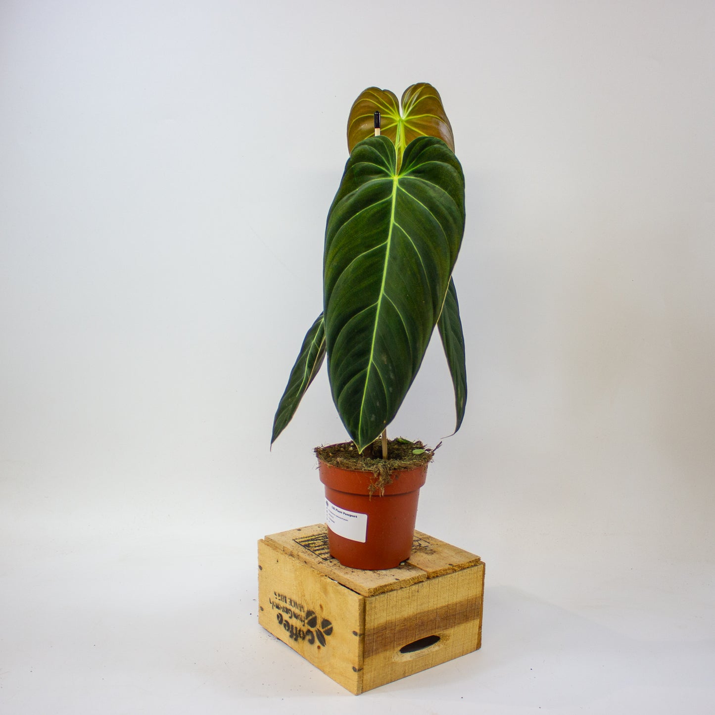 Philodendron melanochrysum  12cm H45cm