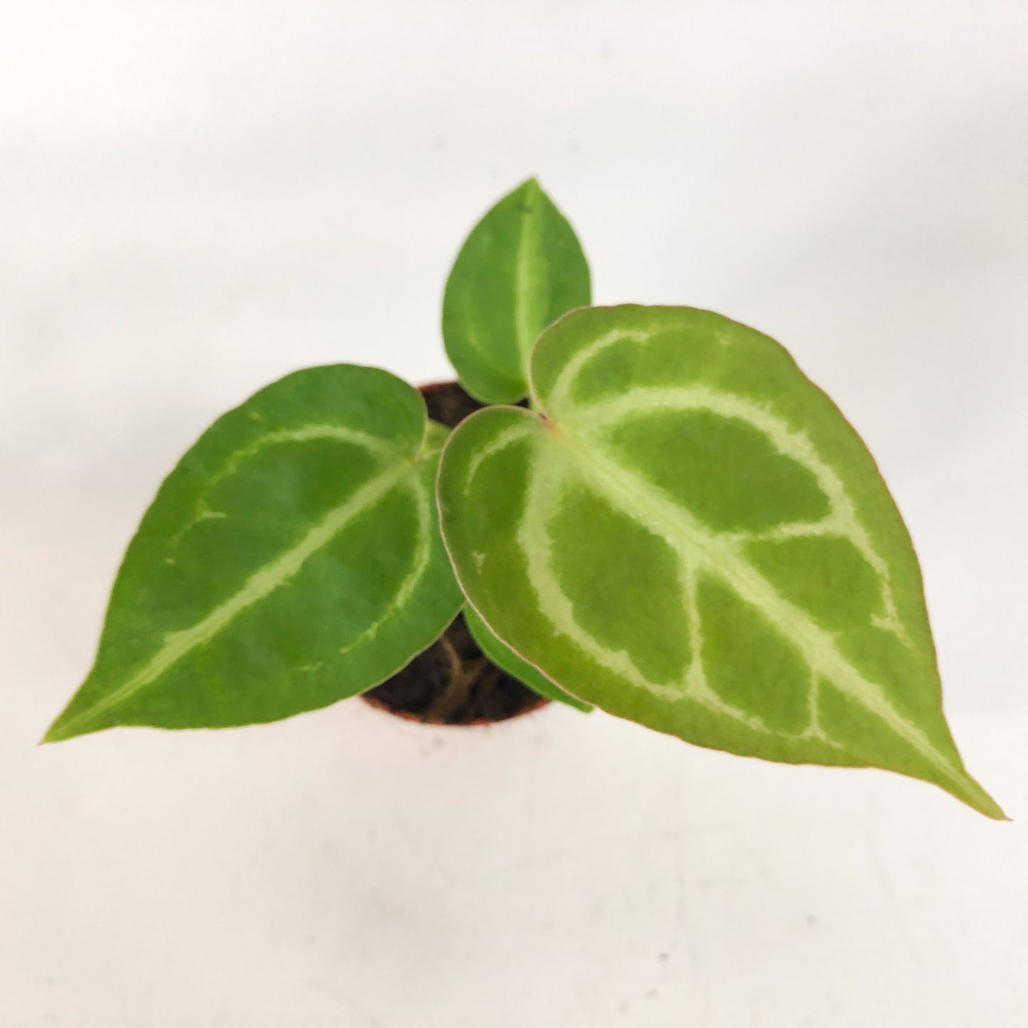 Anthurium Dorayaki 7cm H10cm