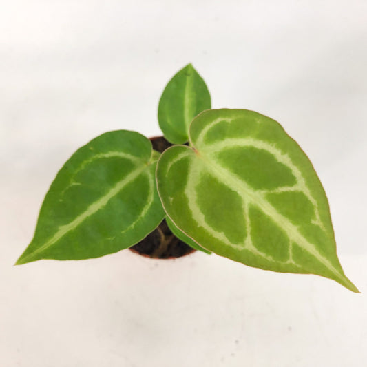 Anthurium Dorayaki 7cm H10cm