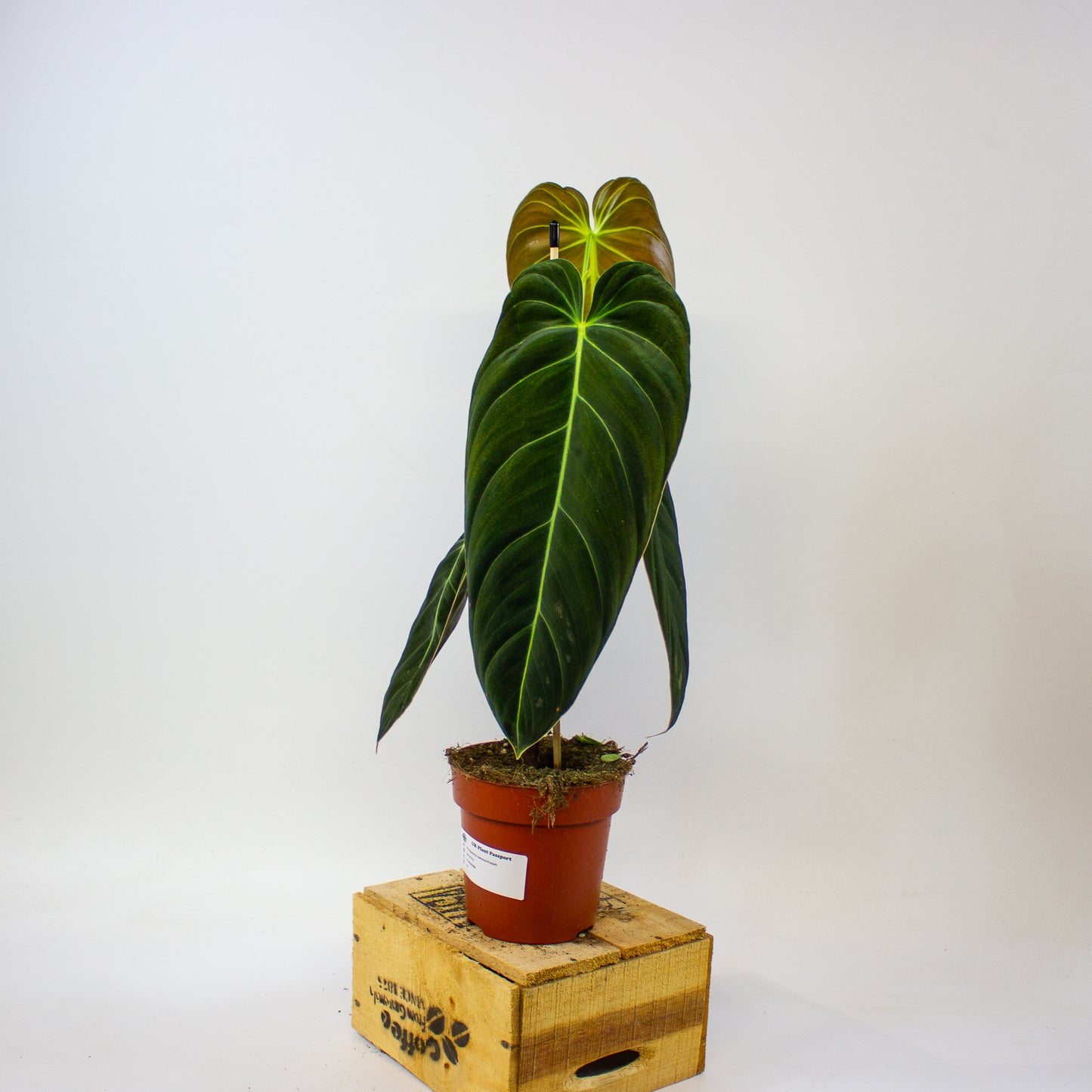 Philodendron melanochrysum  12cm H45cm
