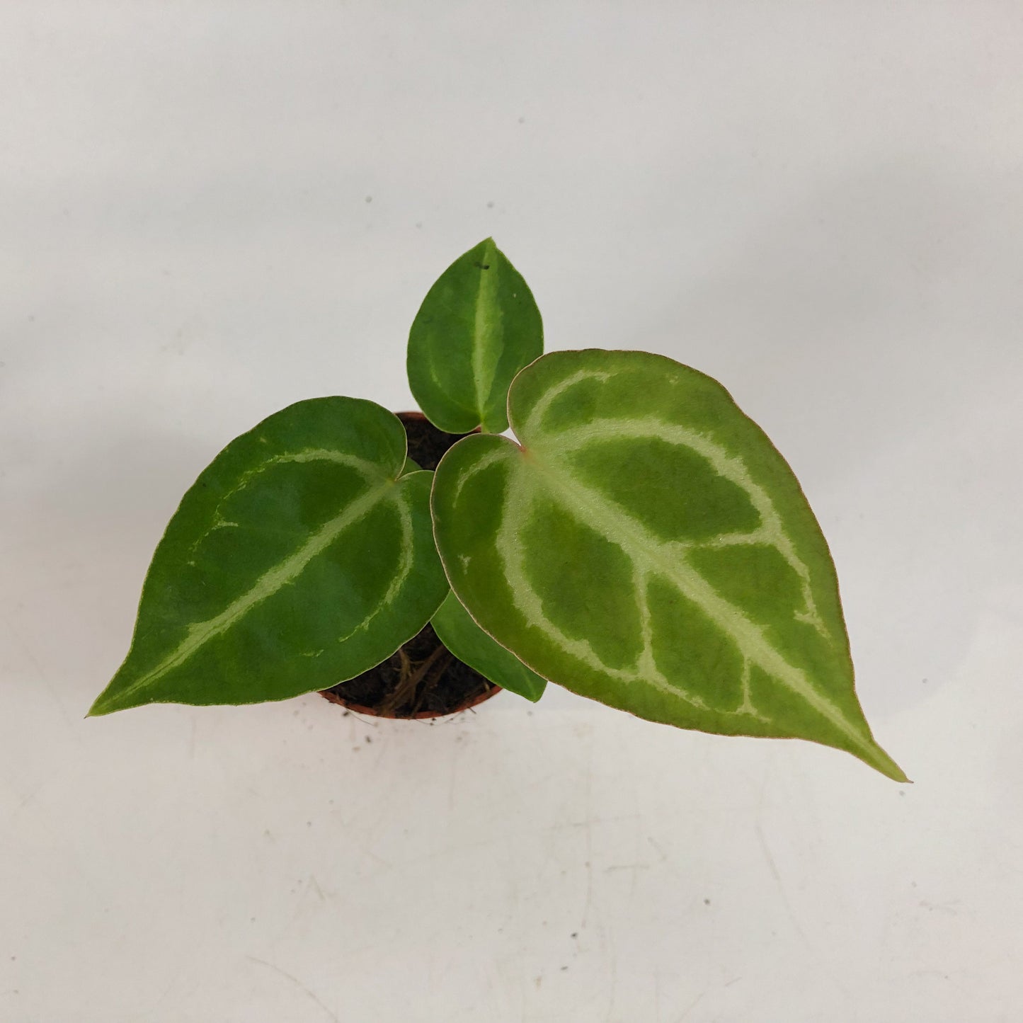 Anthurium Dorayaki 7cm H10cm