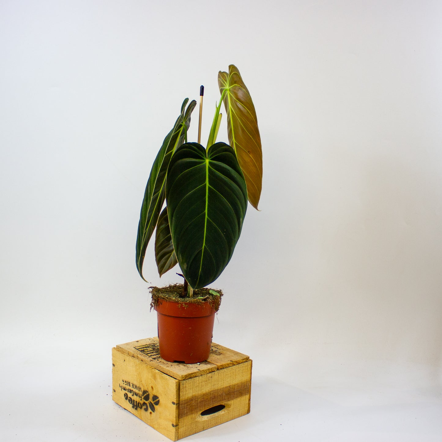 Philodendron melanochrysum  12cm H45cm
