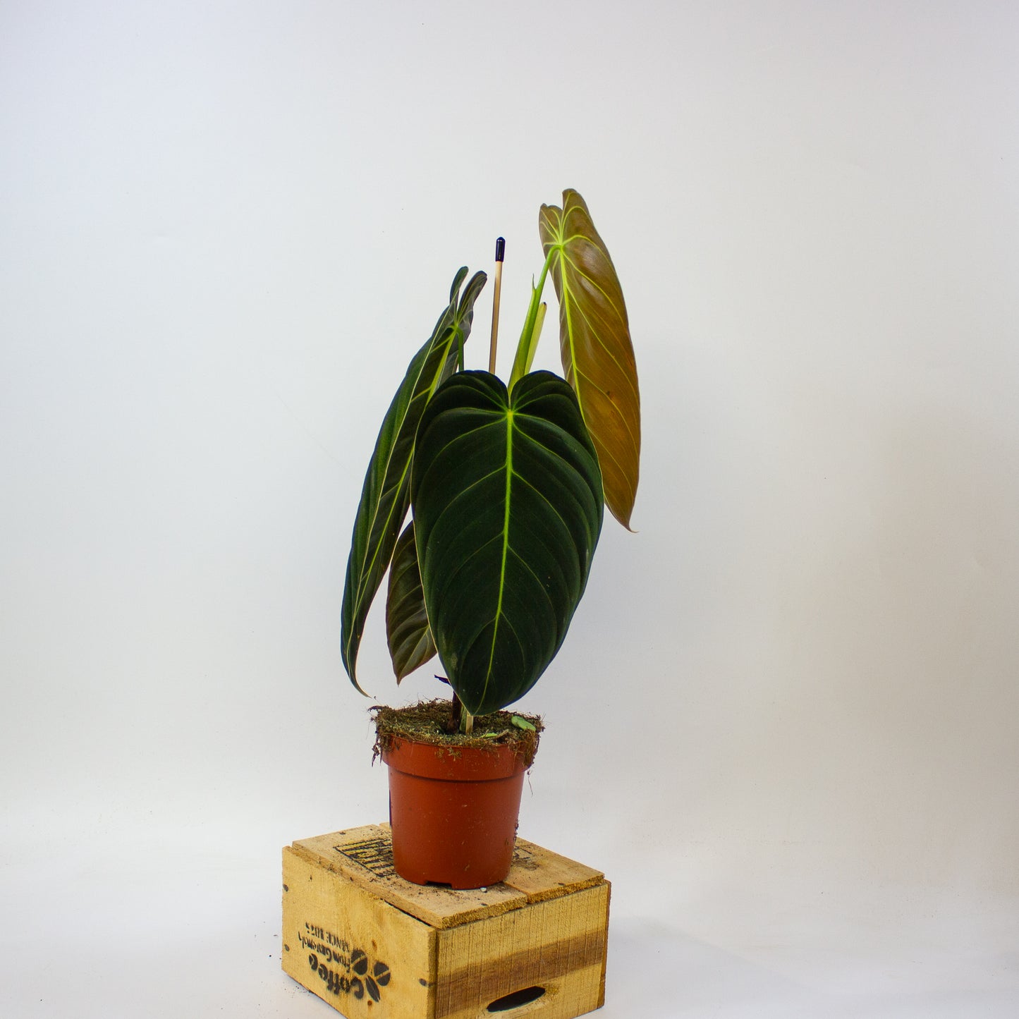 Philodendron melanochrysum  12cm H45cm