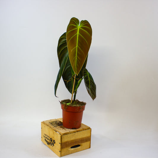 Philodendron melanochrysum  12cm H45cm