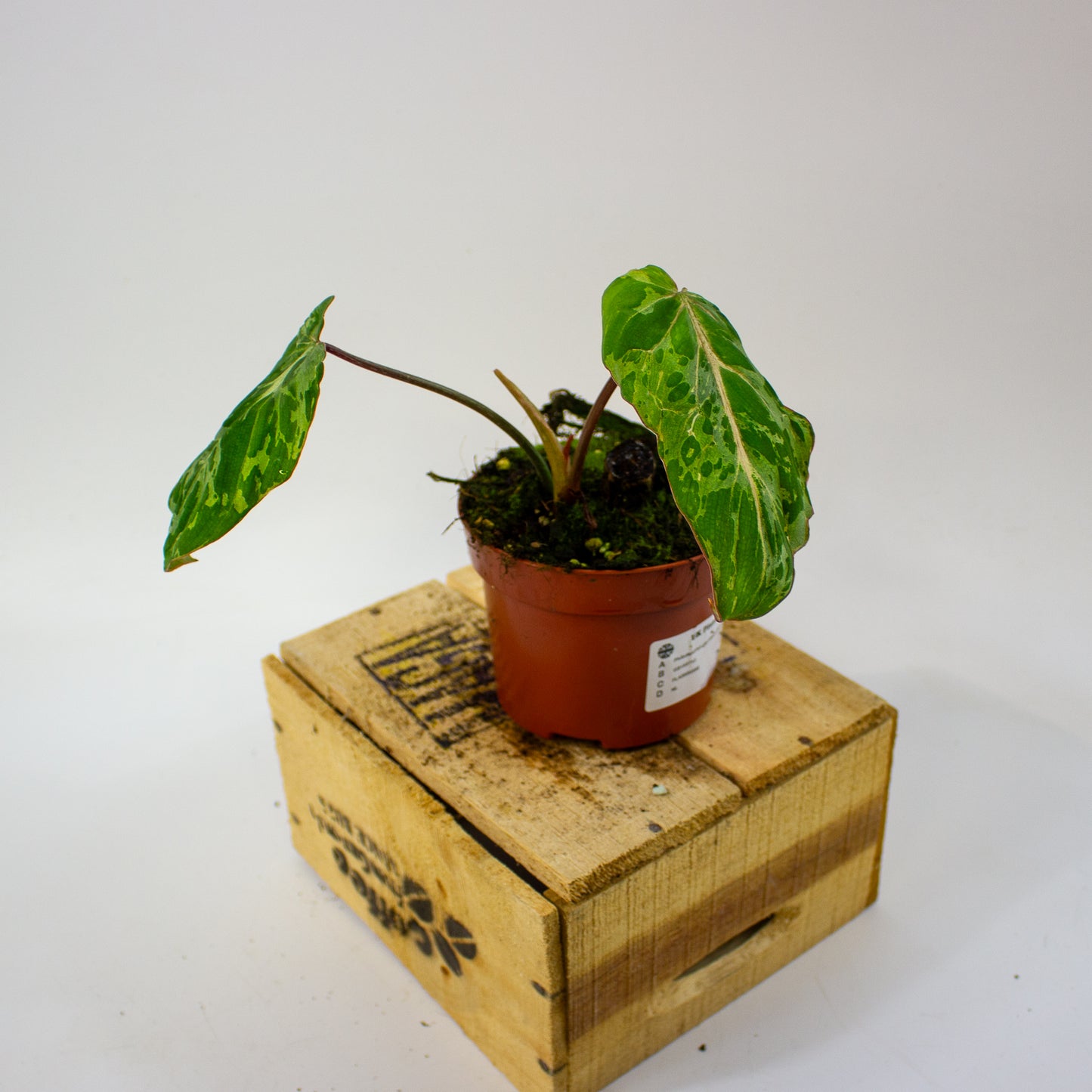 Philodendron gloriosum Snow Leopard  10.5cm H15cm