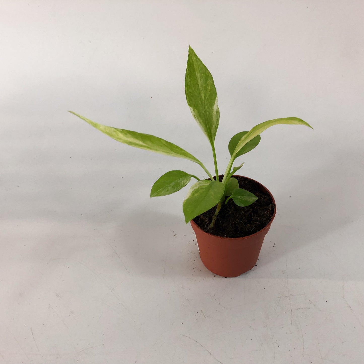 Anthurium Vittarifolium Variegata 7cm H10cm