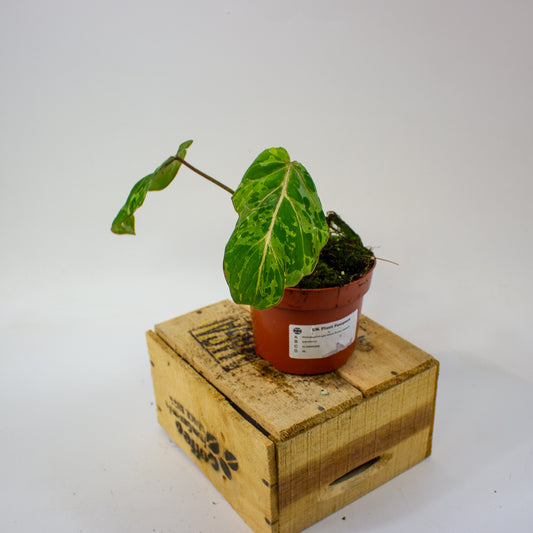 Philodendron gloriosum Snow Leopard  10.5cm H15cm