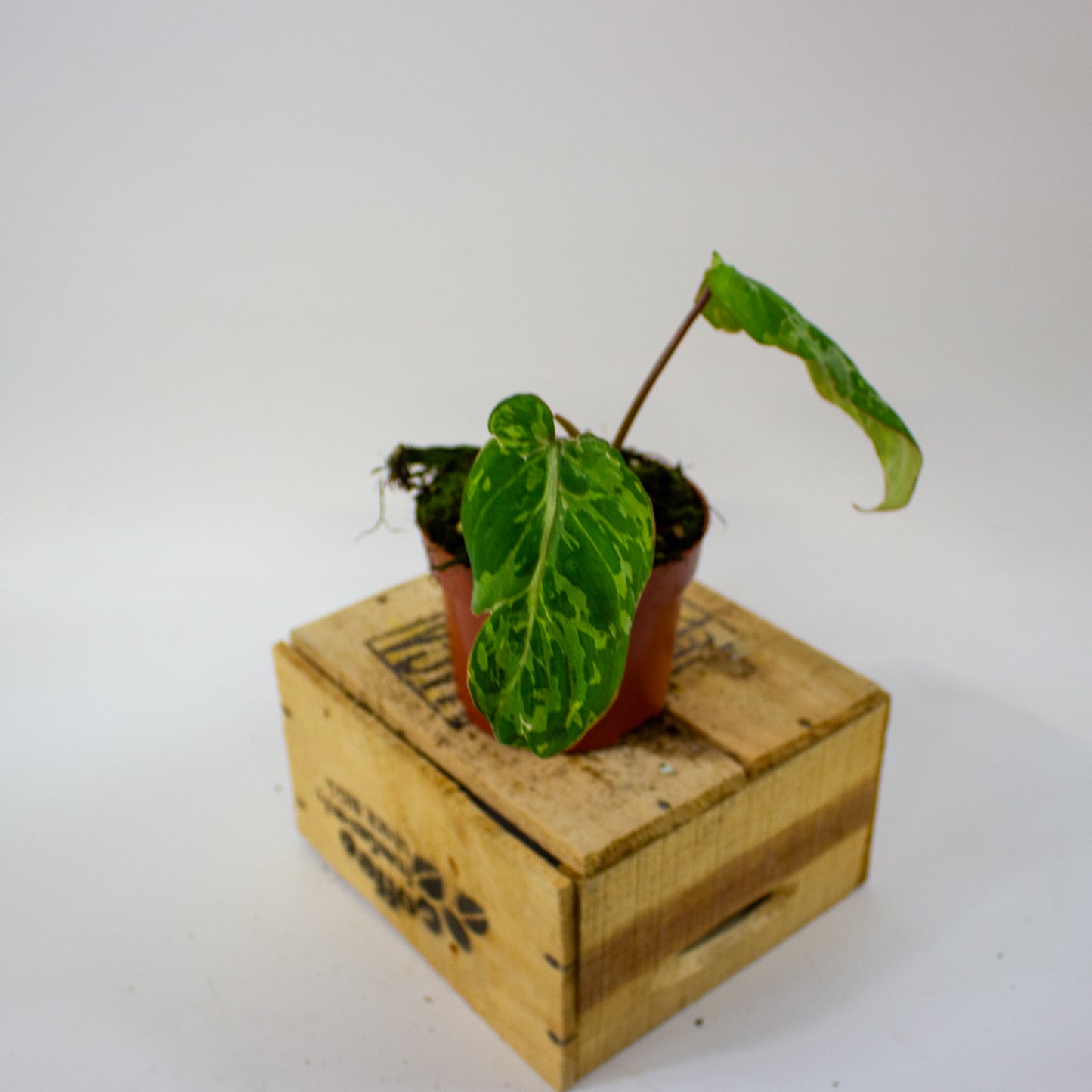 Philodendron gloriosum Snow Leopard  10.5cm H15cm