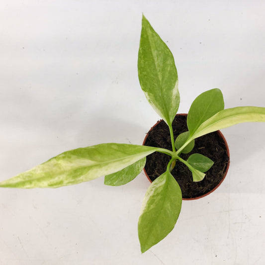 Anthurium Vittarifolium Variegata 7cm H10cm