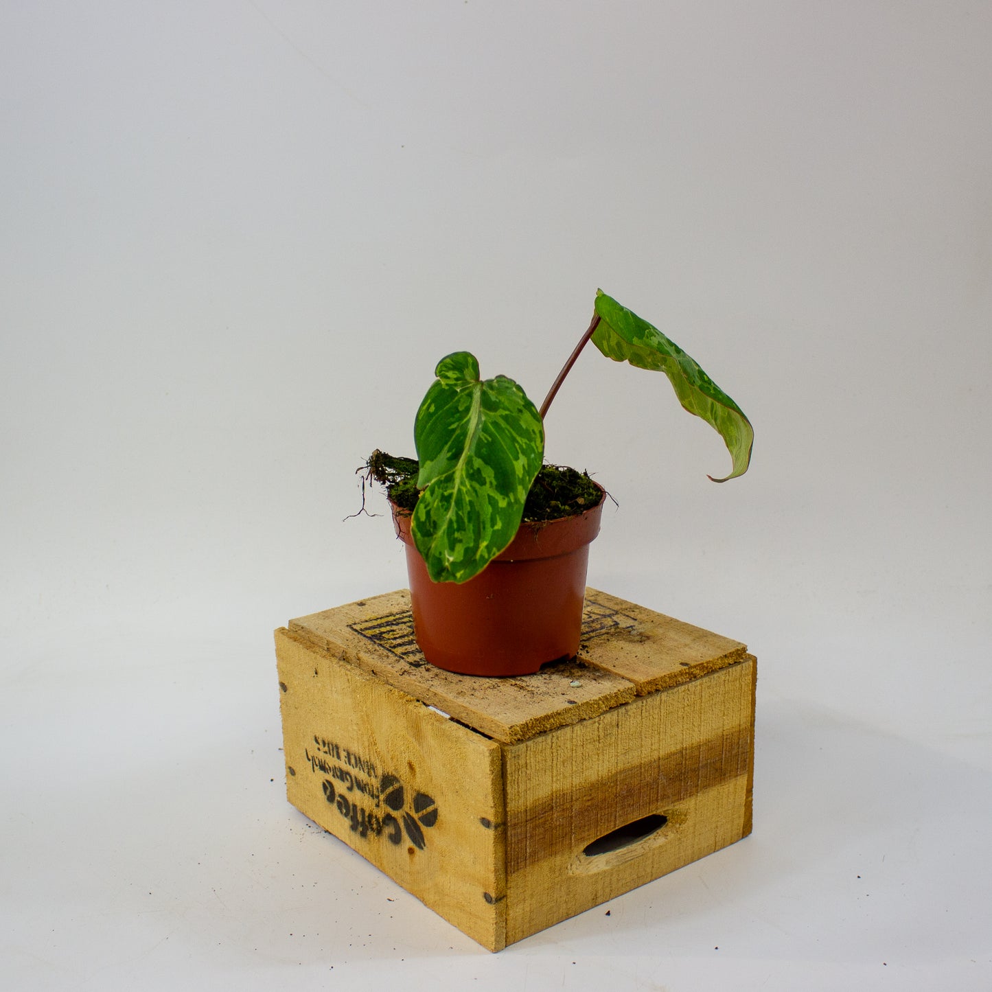 Philodendron gloriosum Snow Leopard  10.5cm H15cm