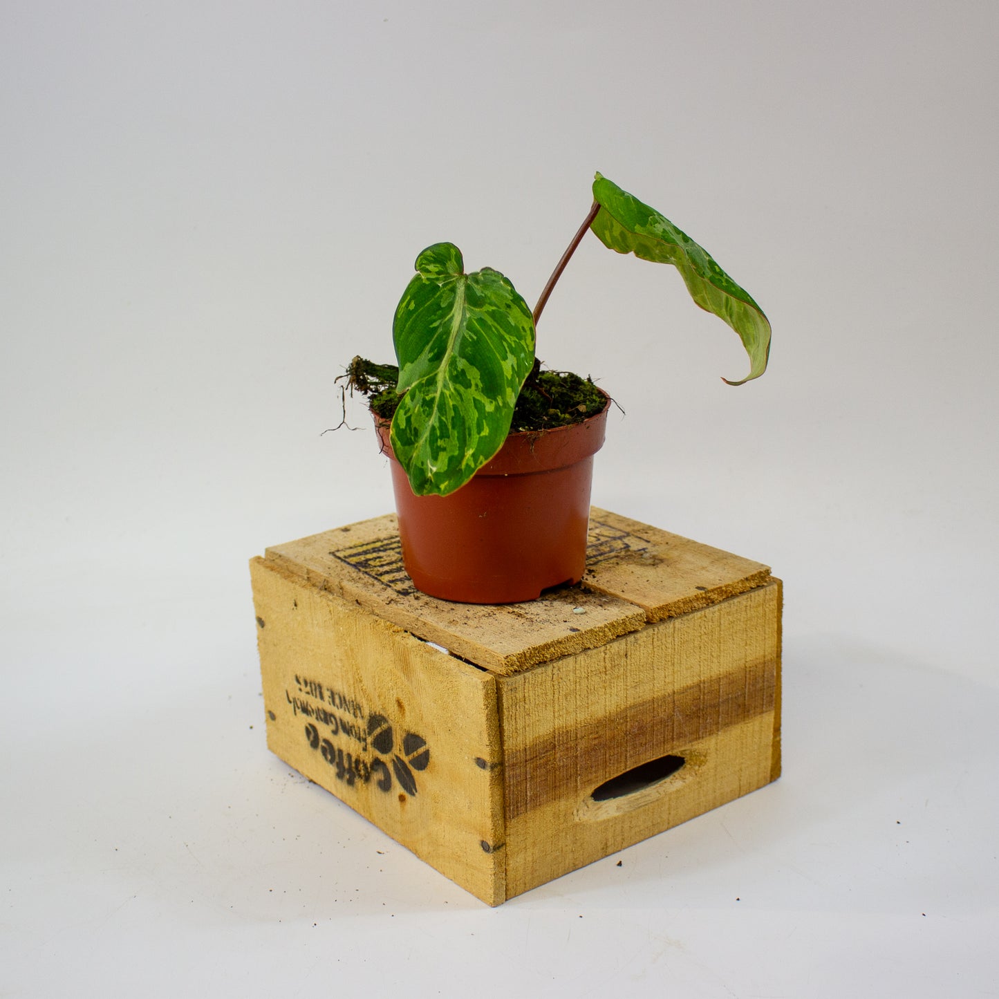 Philodendron gloriosum Snow Leopard  10.5cm H15cm