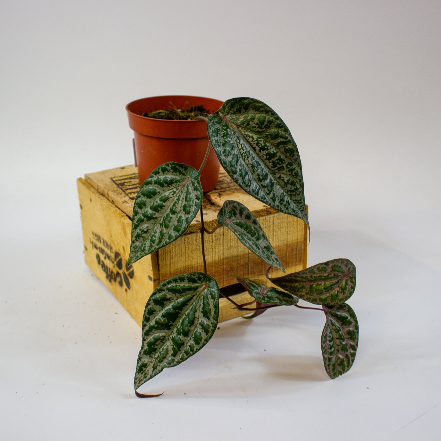 Piper ornatum  10.5cm H15cm