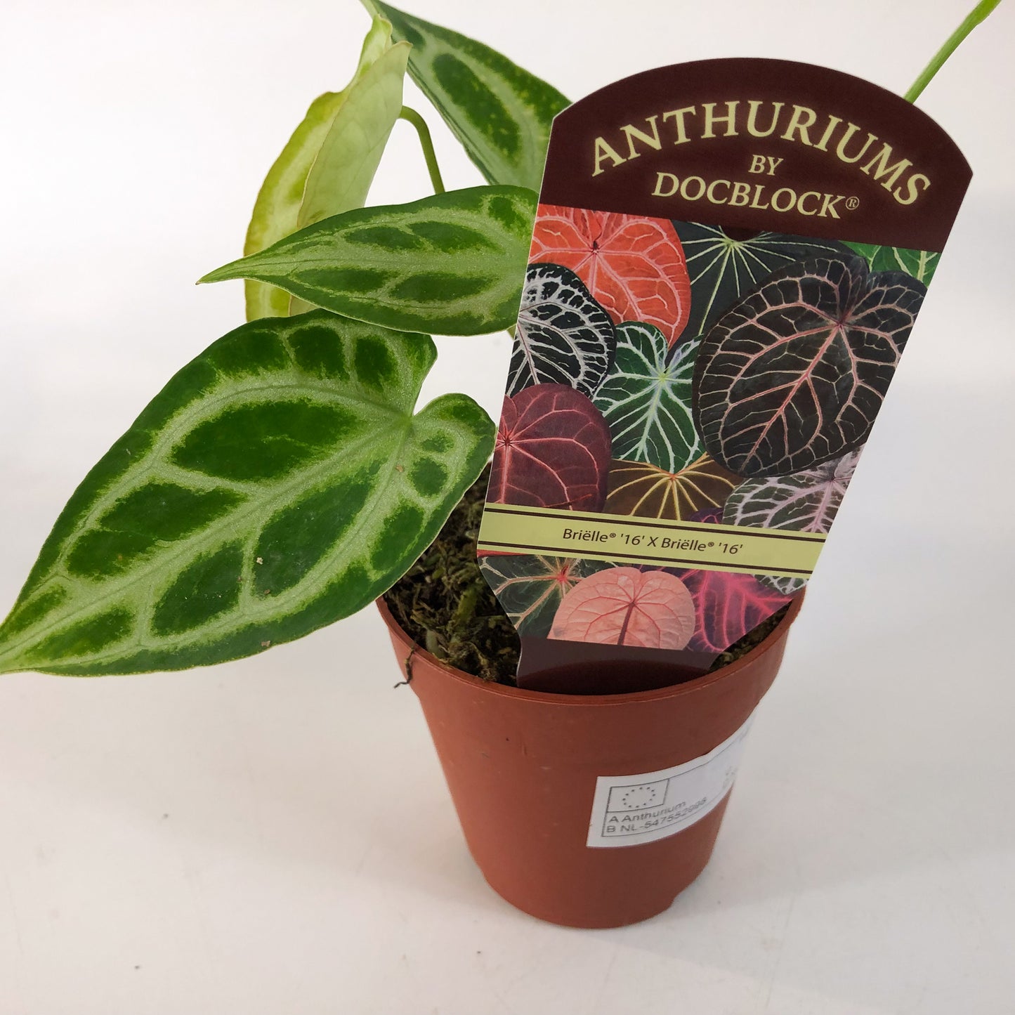 DocBlock Anthurium Briëlle® '16' X Briëlle® '16' 9cm H15cm