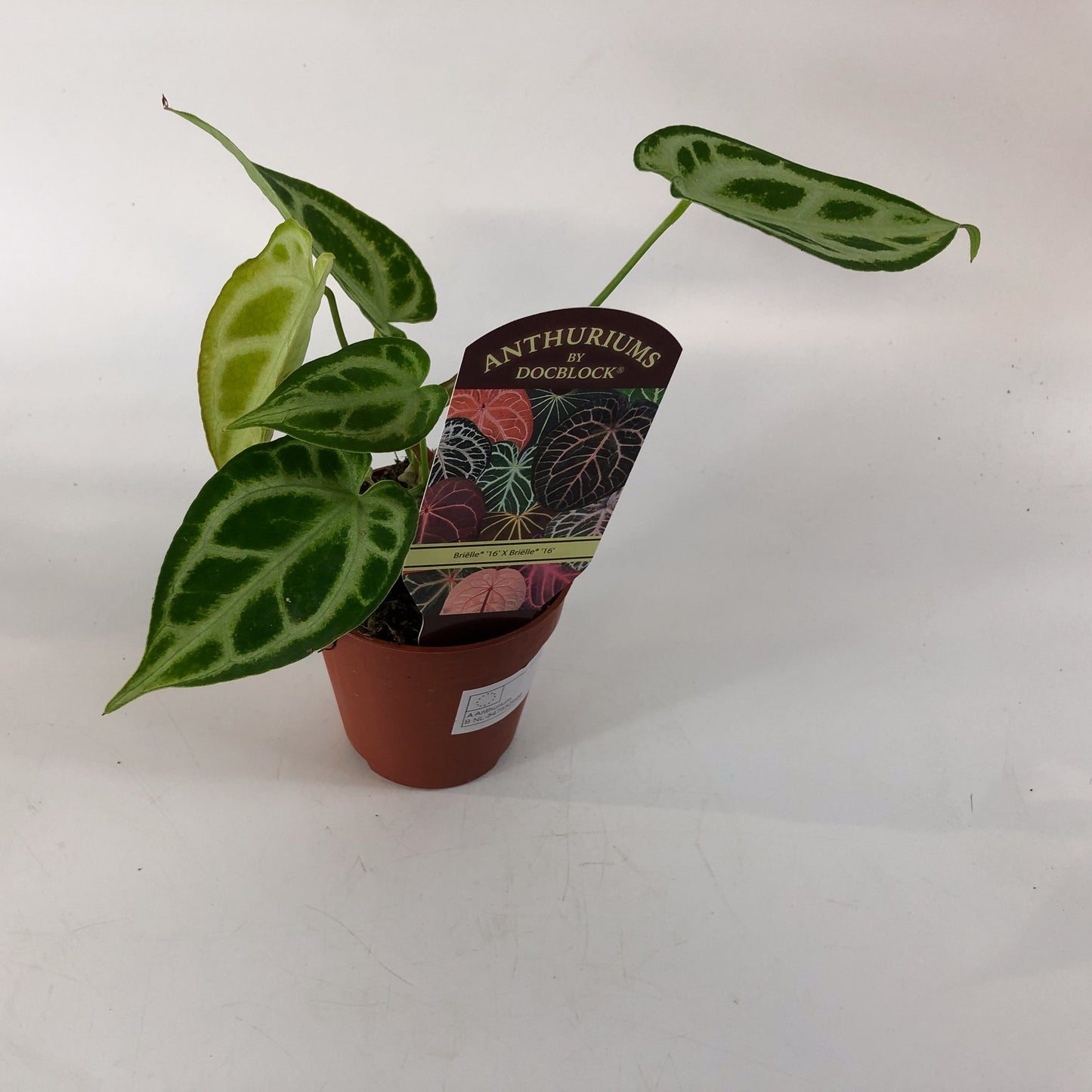 DocBlock Anthurium Briëlle® '16' X Briëlle® '16' 9cm H15cm