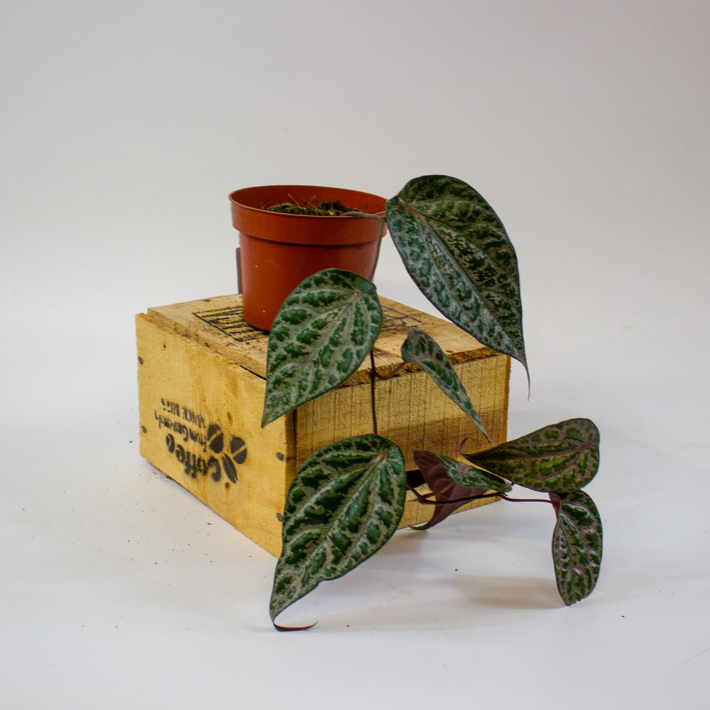 Piper ornatum  10.5cm H15cm