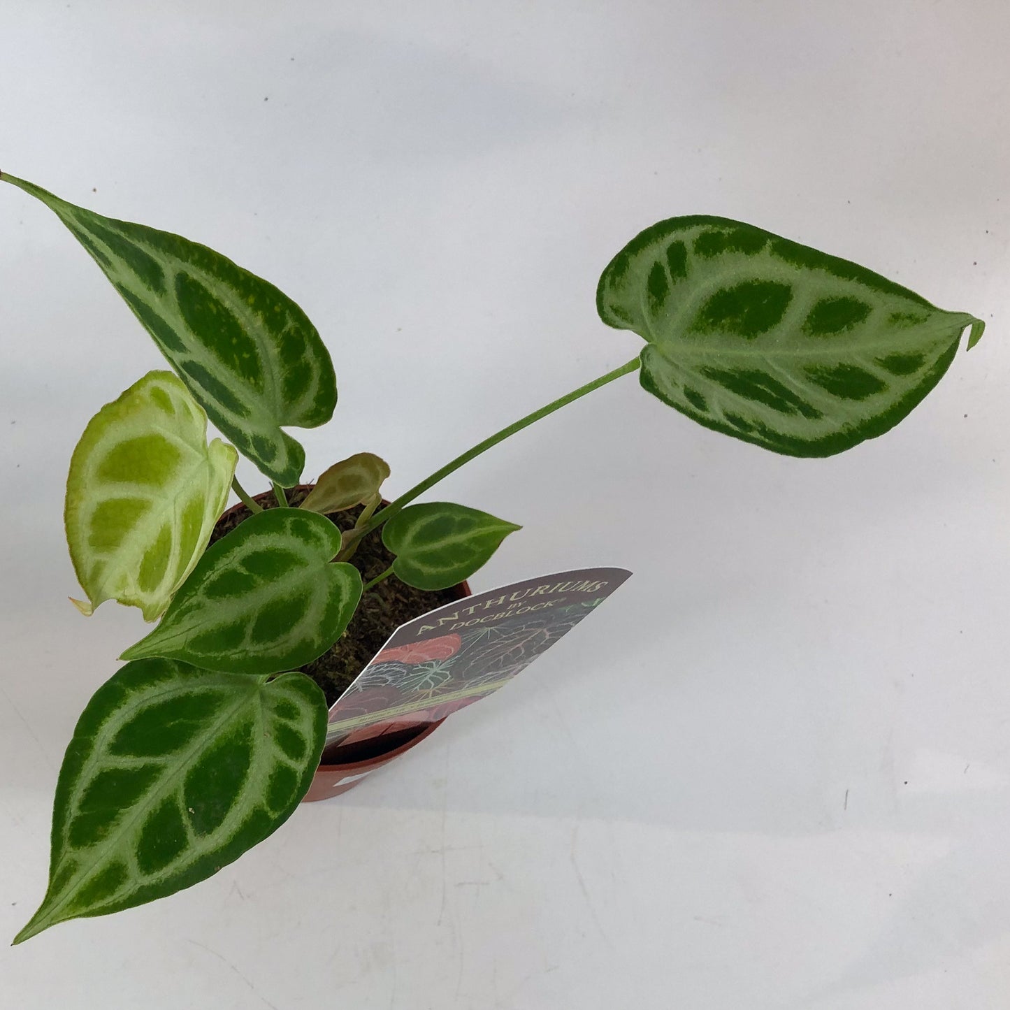 DocBlock Anthurium Briëlle® '16' X Briëlle® '16' 9cm H15cm