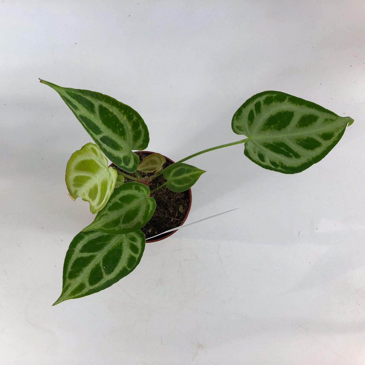 DocBlock Anthurium Briëlle® '16' X Briëlle® '16' 9cm H15cm